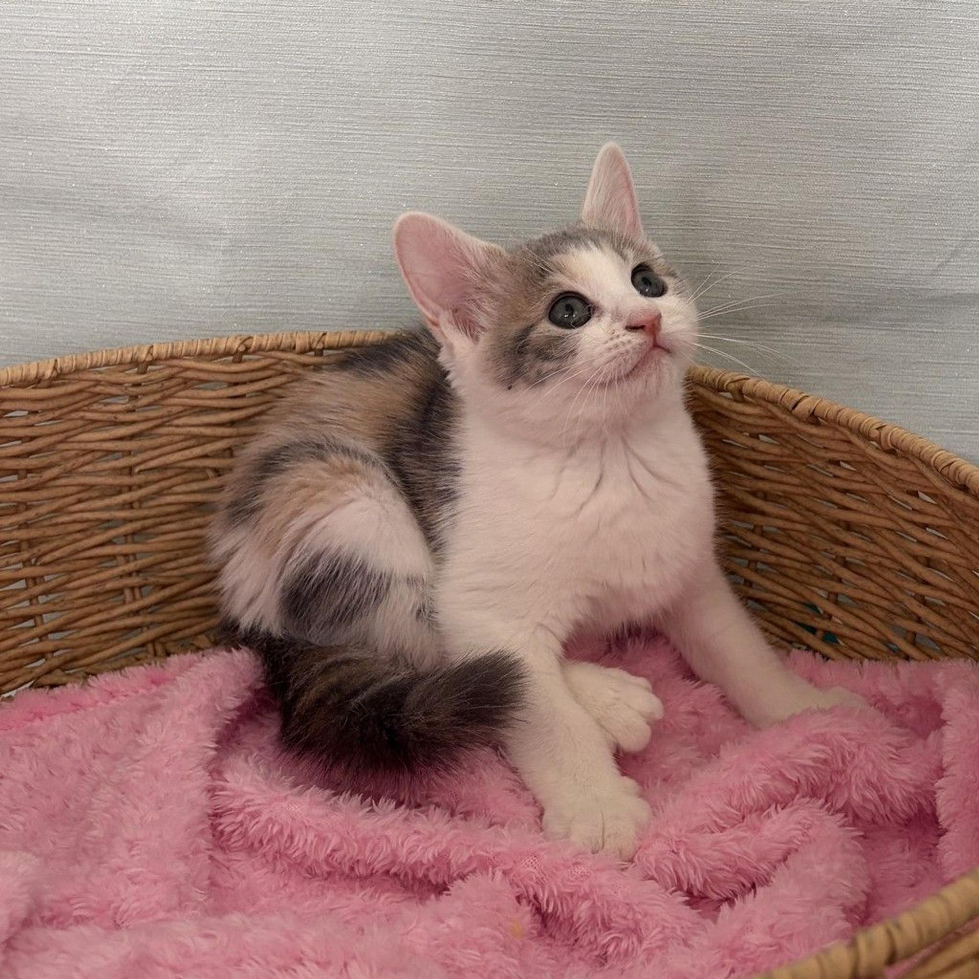 pet-image-6