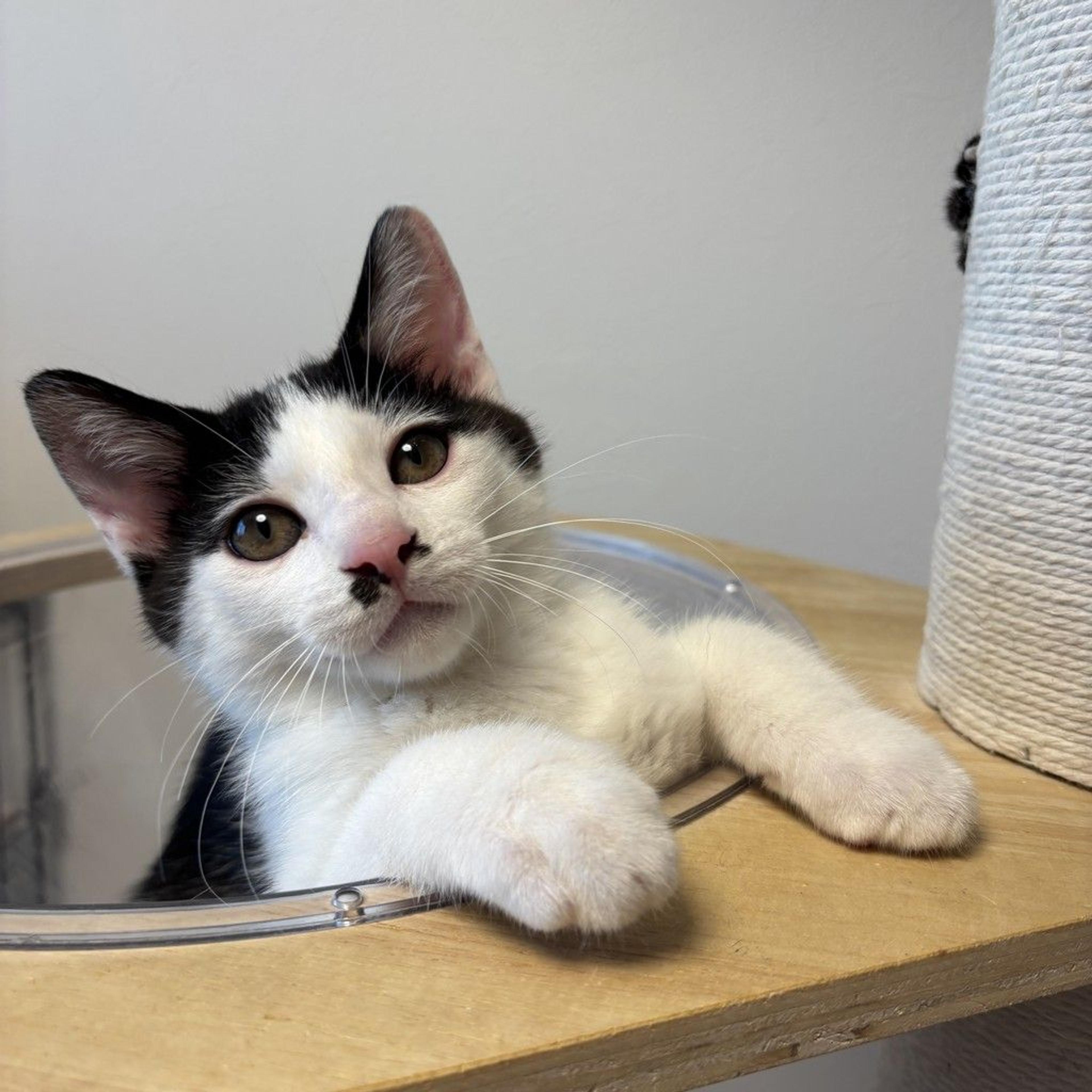 pet-image-2