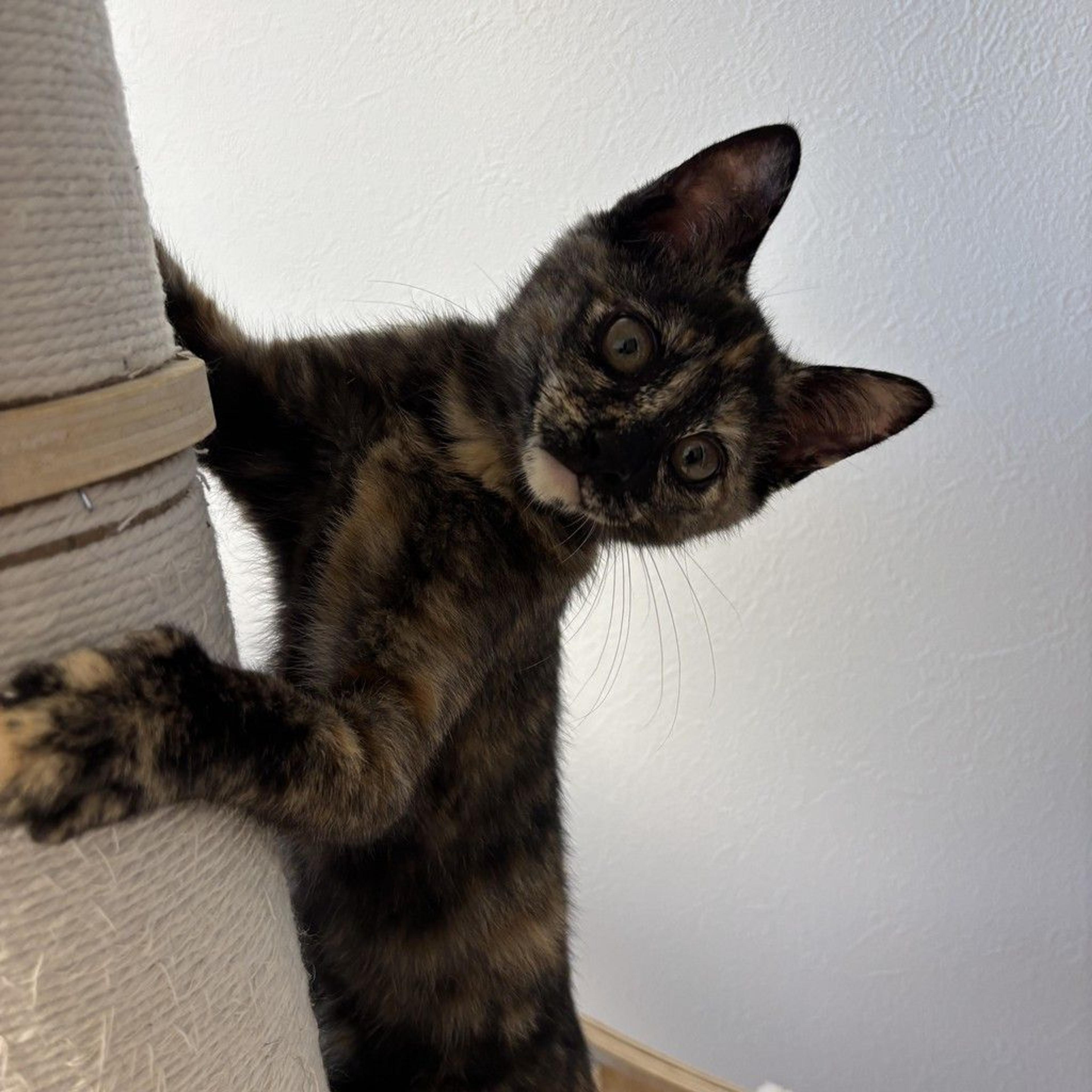 pet-image-5