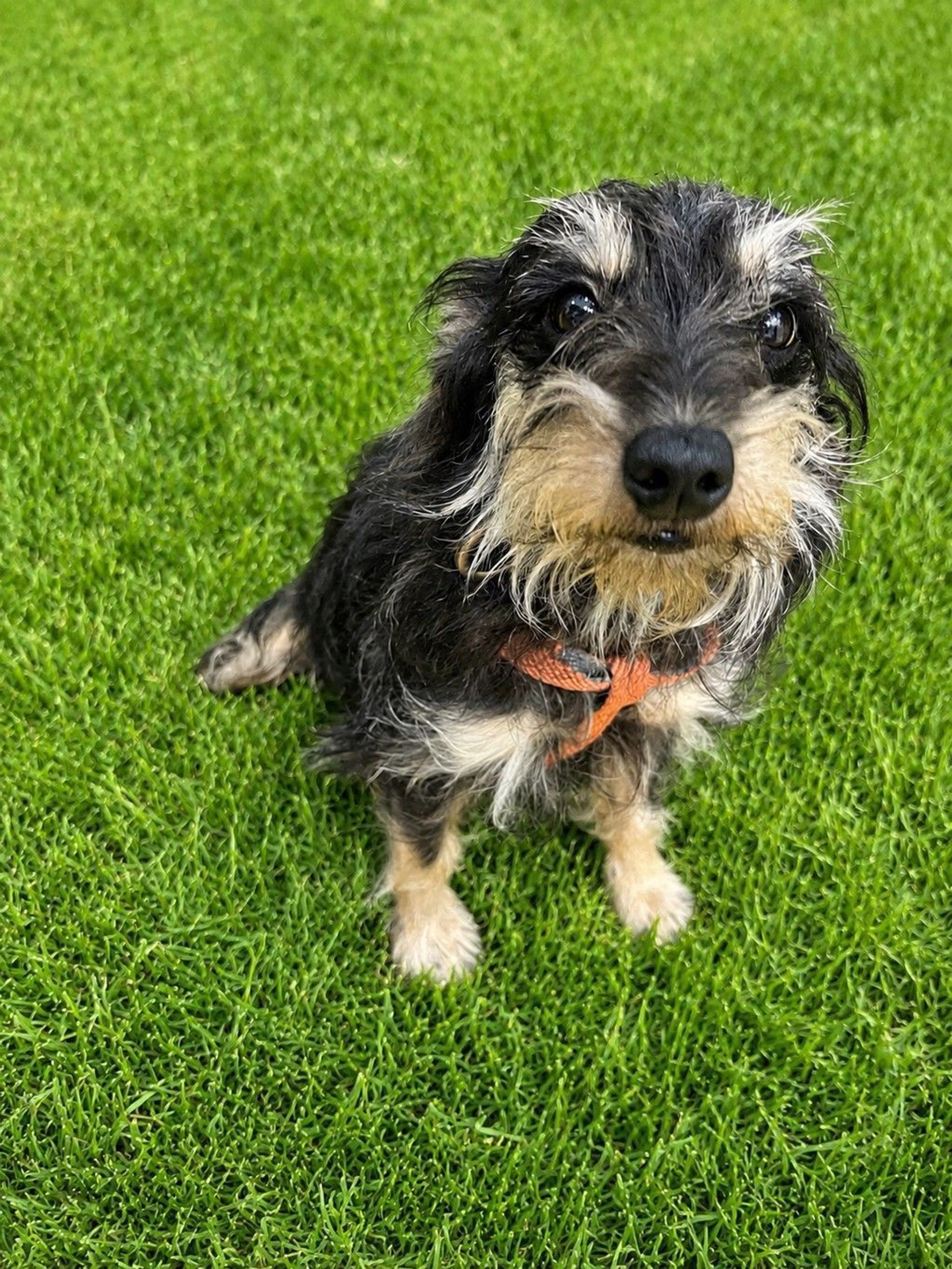 雑種（ミックス犬）・メスの里親募集の写真