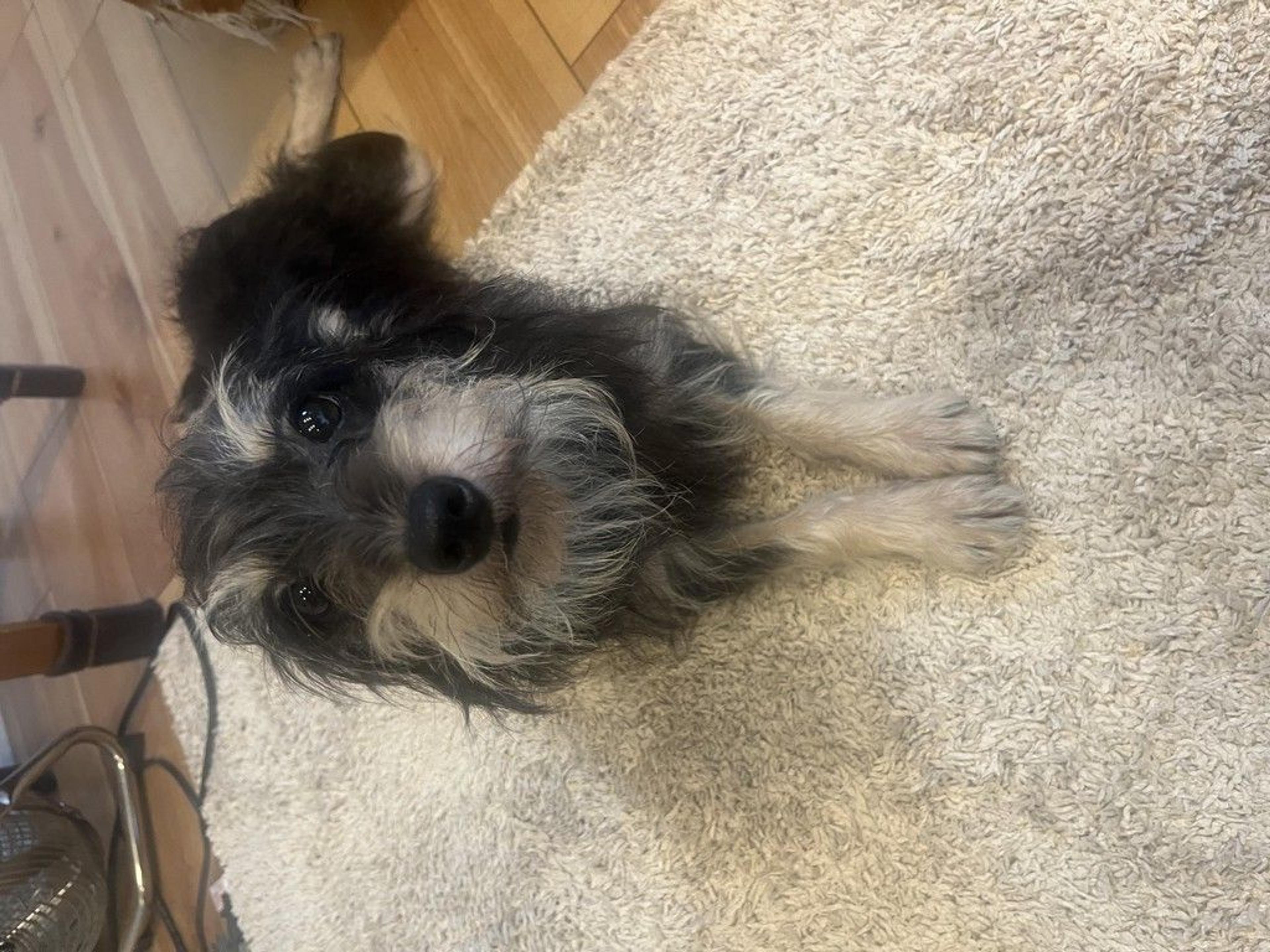 pet-image-2