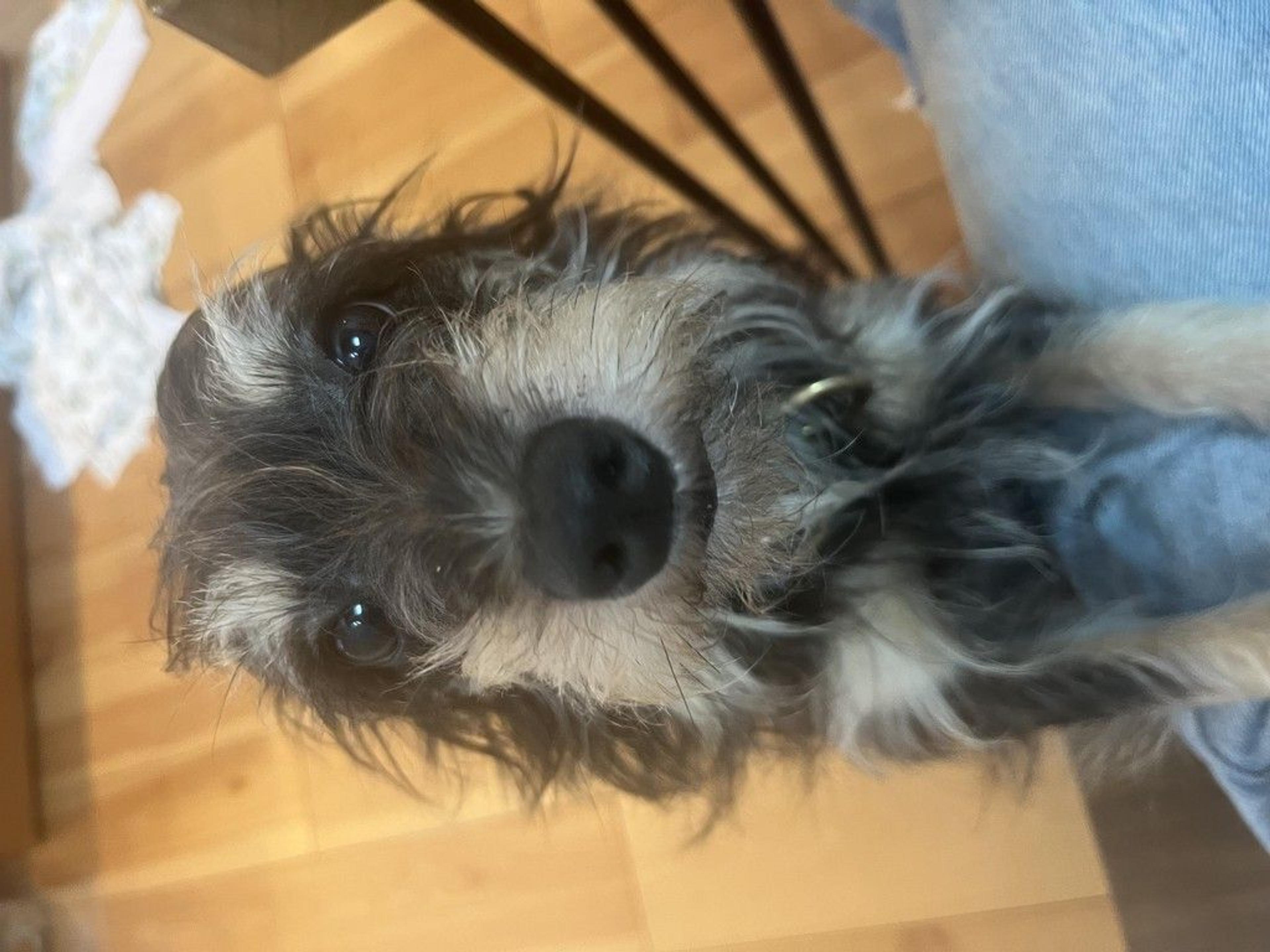 pet-image-3