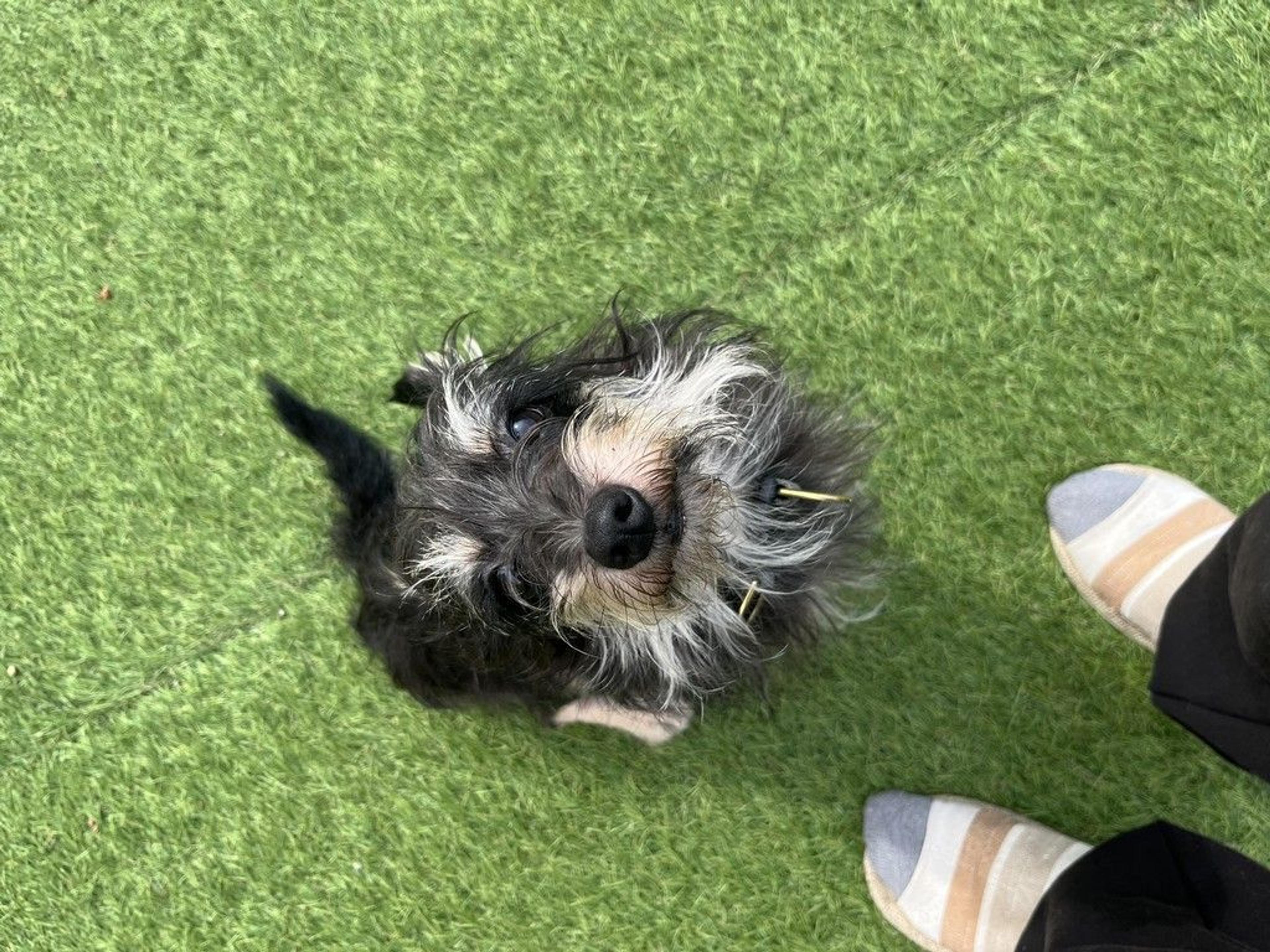 pet-image-4