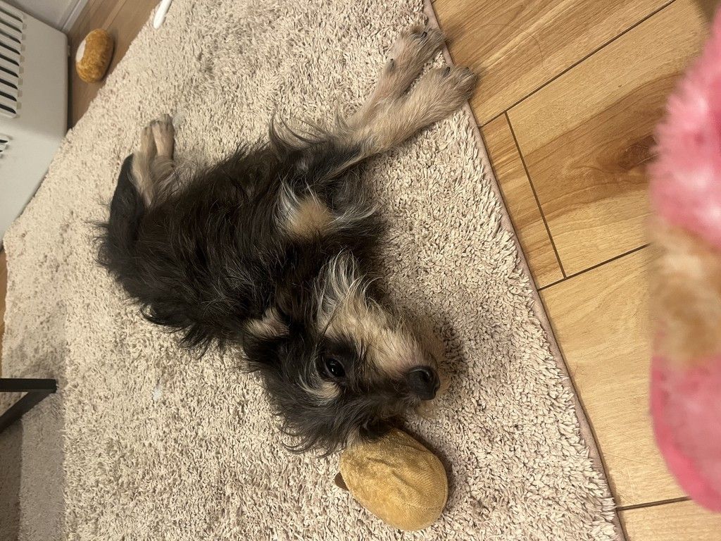 超甘えん坊のミツハちゃん | 雑種（ミックス犬） | CoreD's Rescue Dog