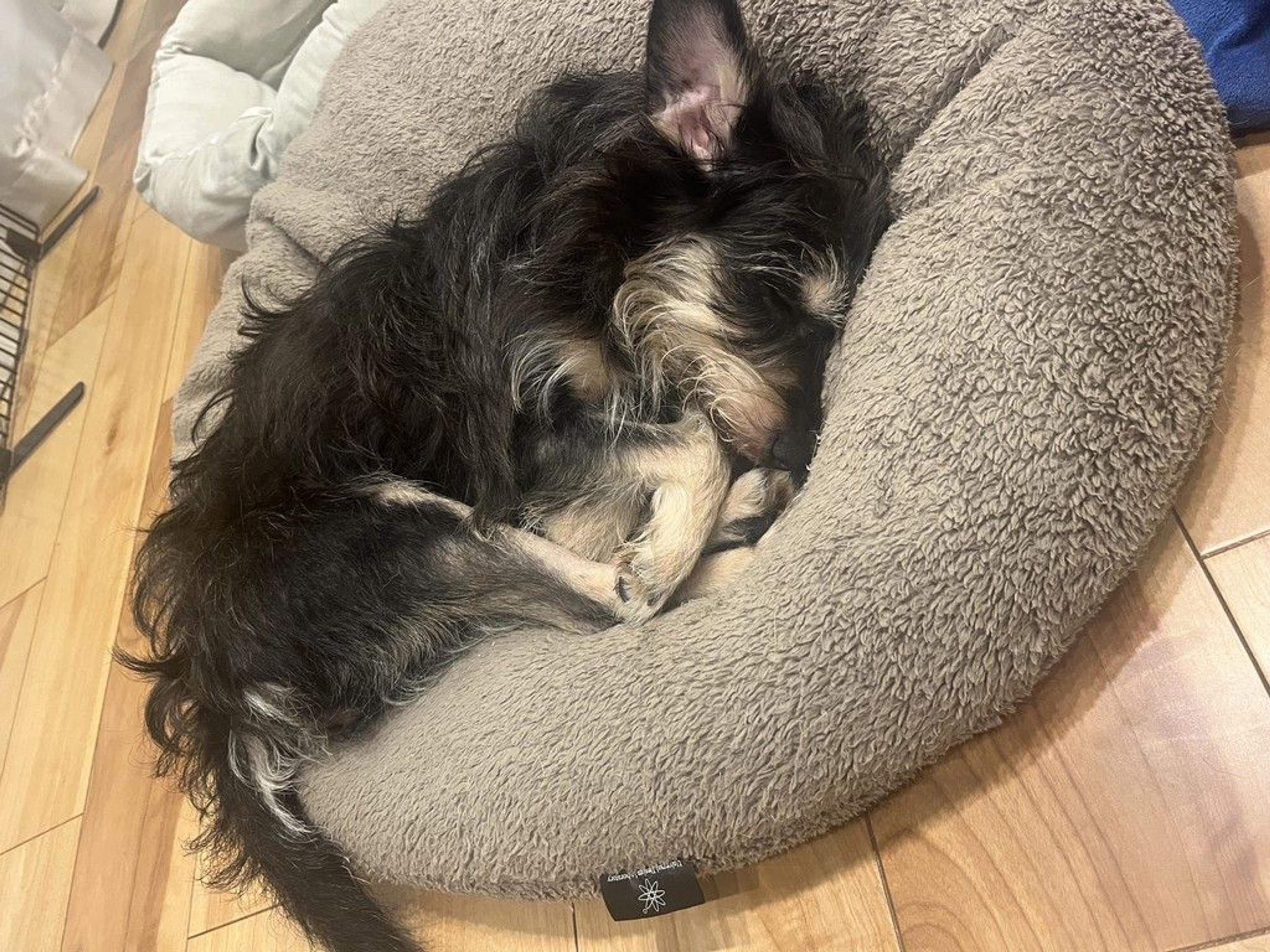 pet-image-8