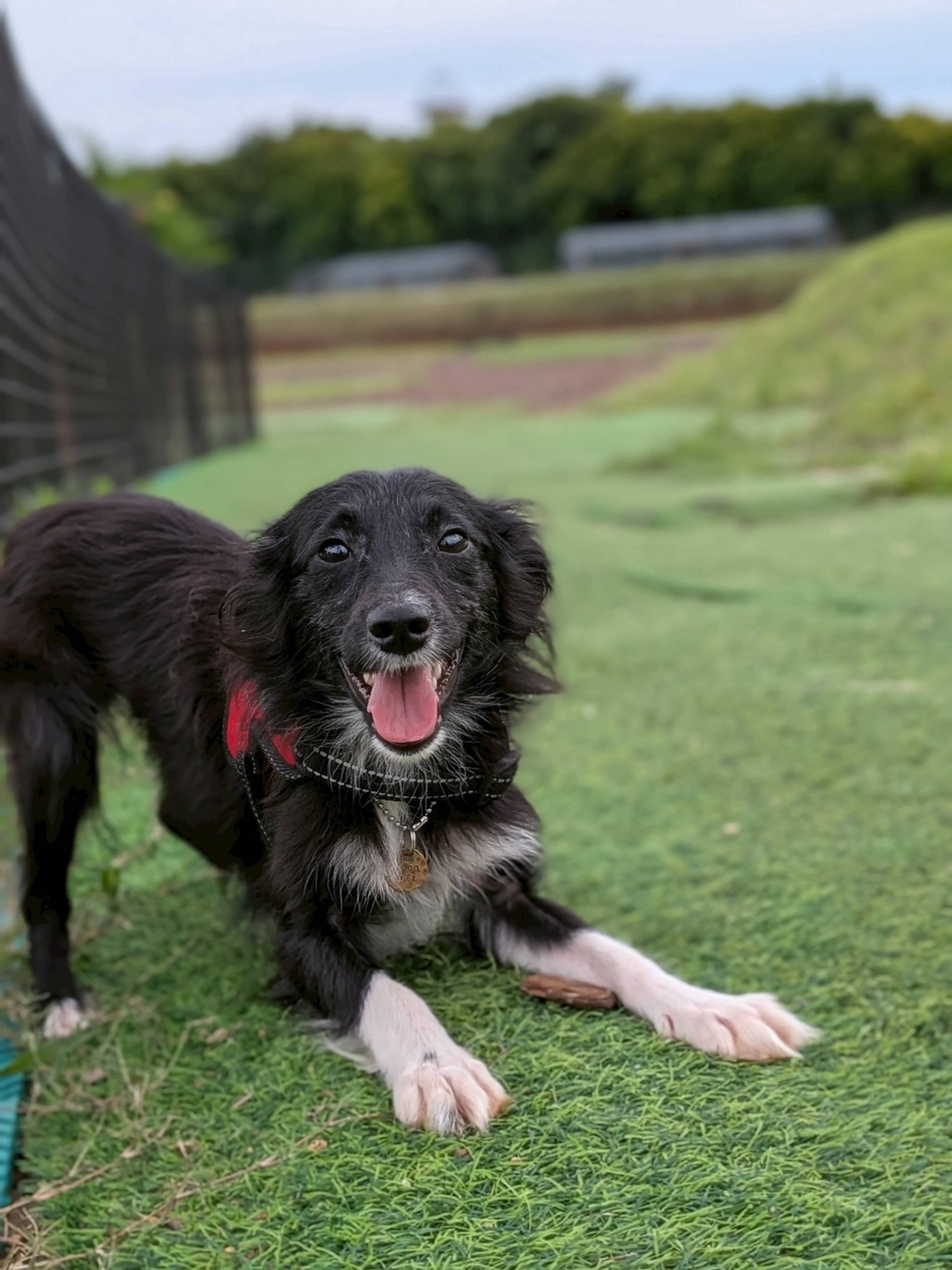 雑種（ミックス犬）・メスの里親募集の写真