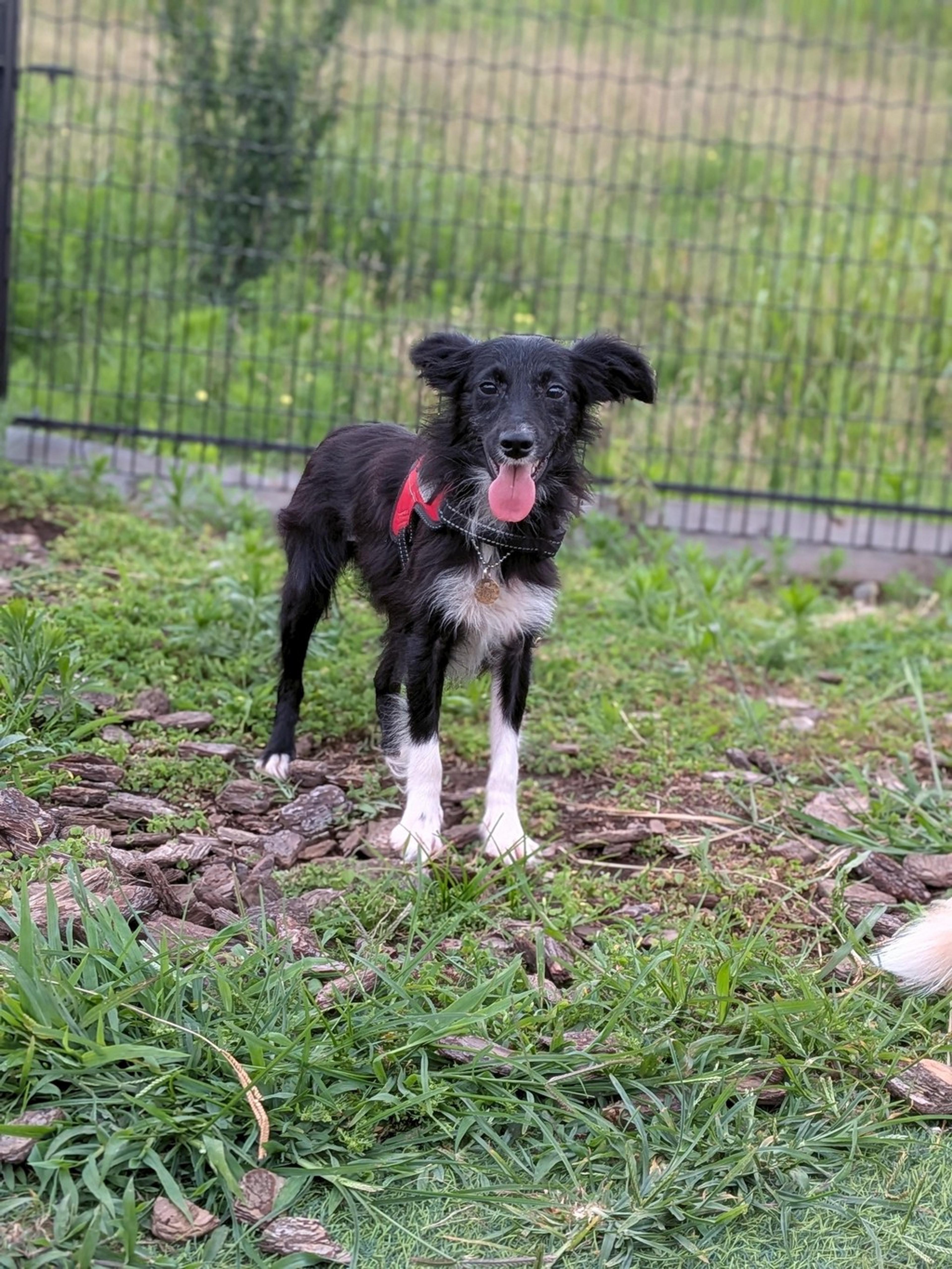 pet-image-2