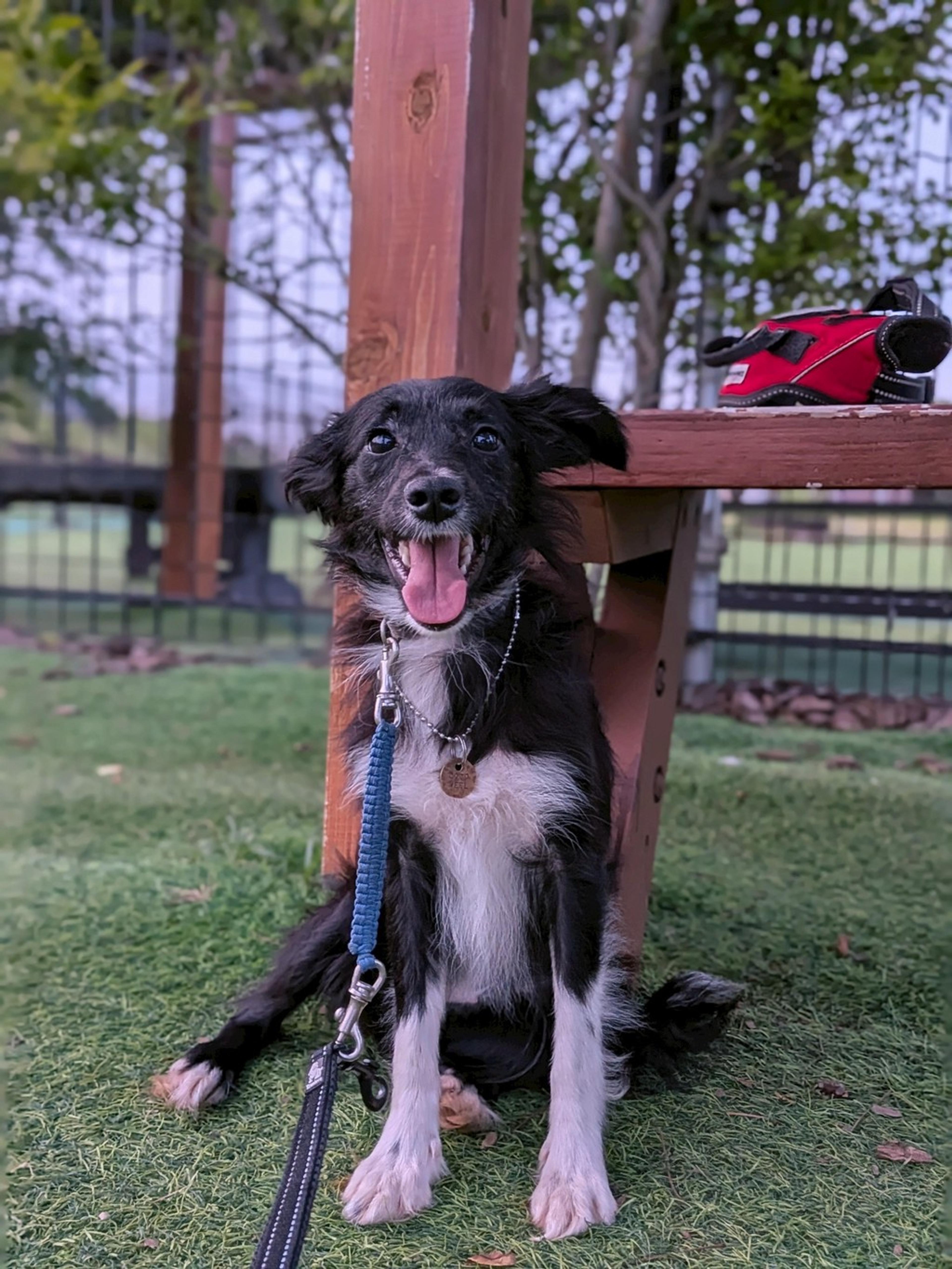 pet-image-5