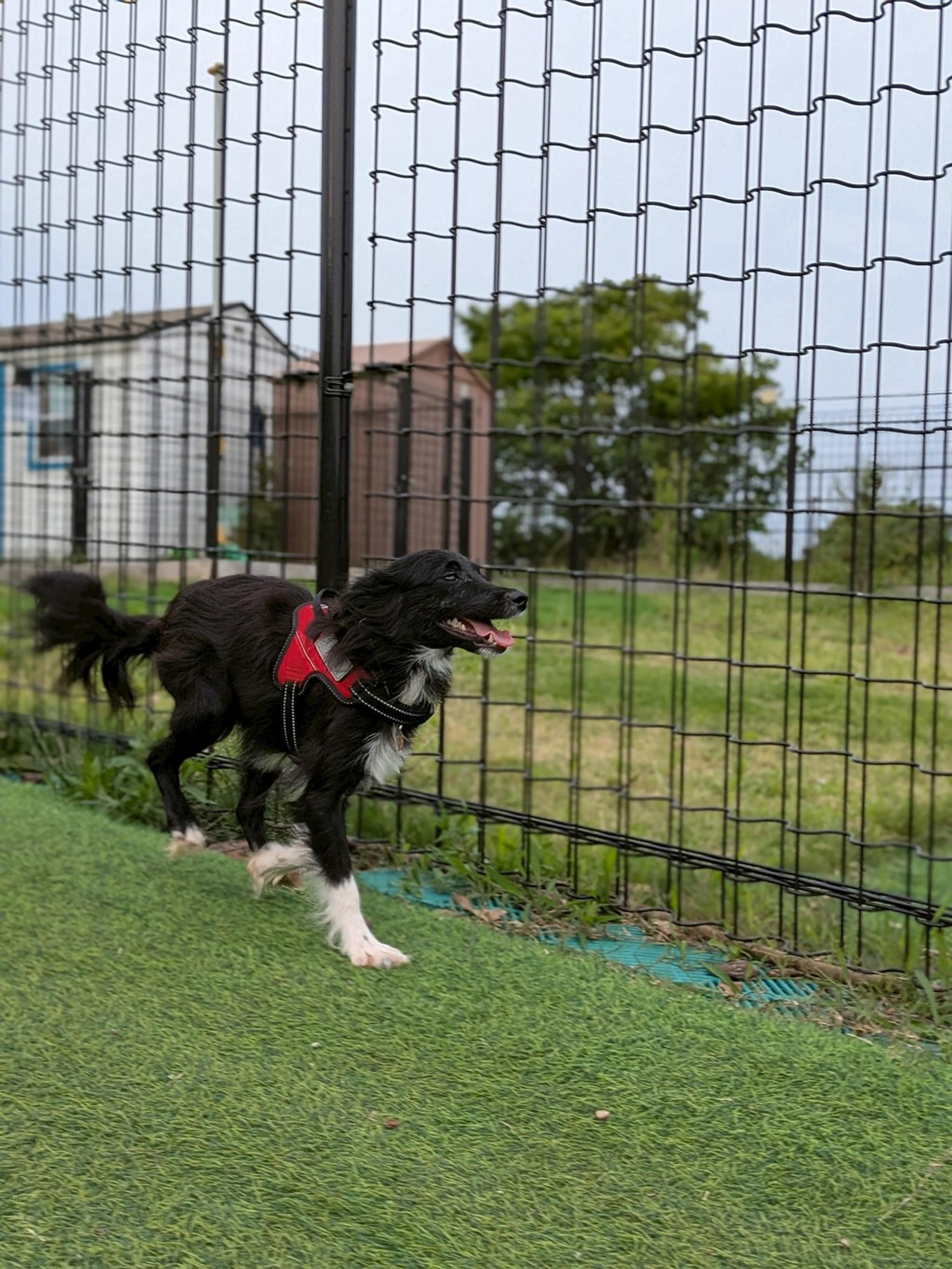 pet-image-6