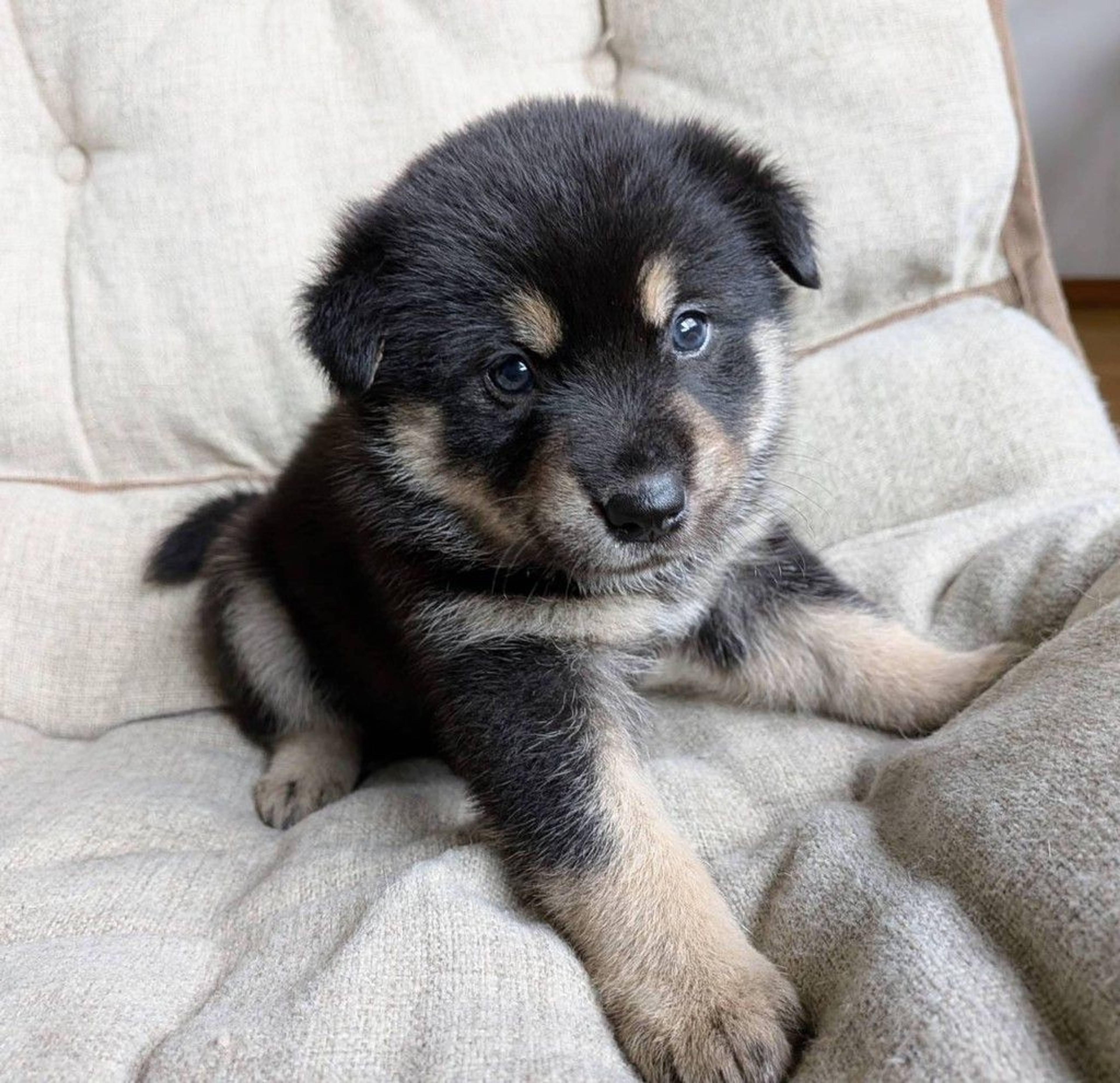 雑種（ミックス犬）・オスの里親募集の写真