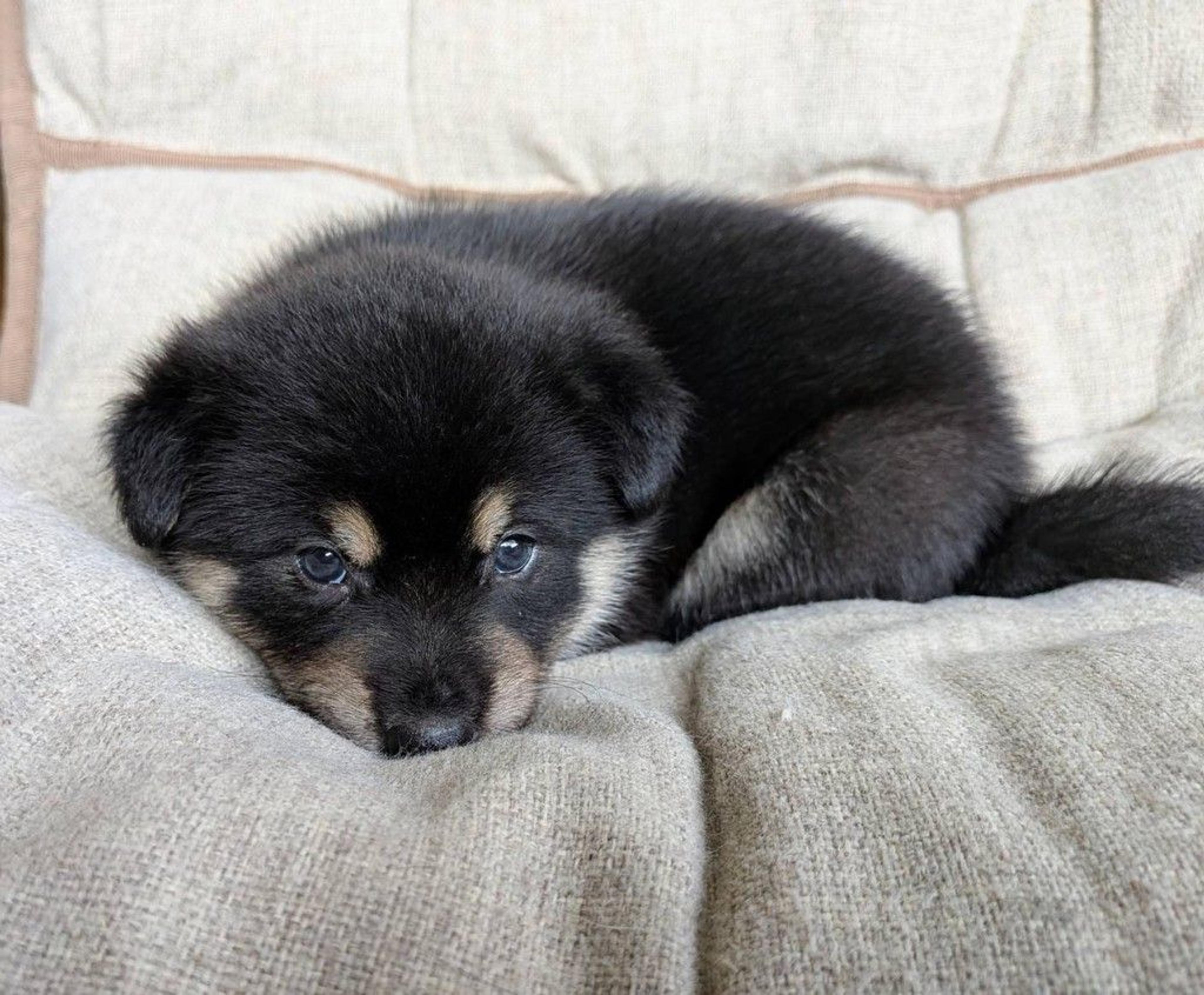 pet-image-4