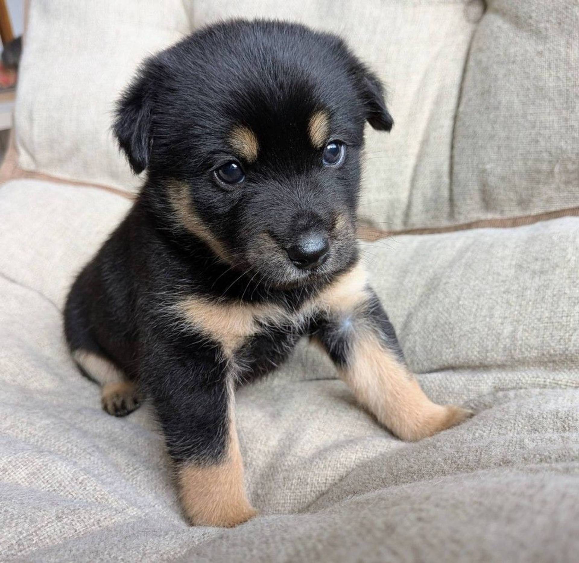 雑種（ミックス犬）・オスの里親募集の写真