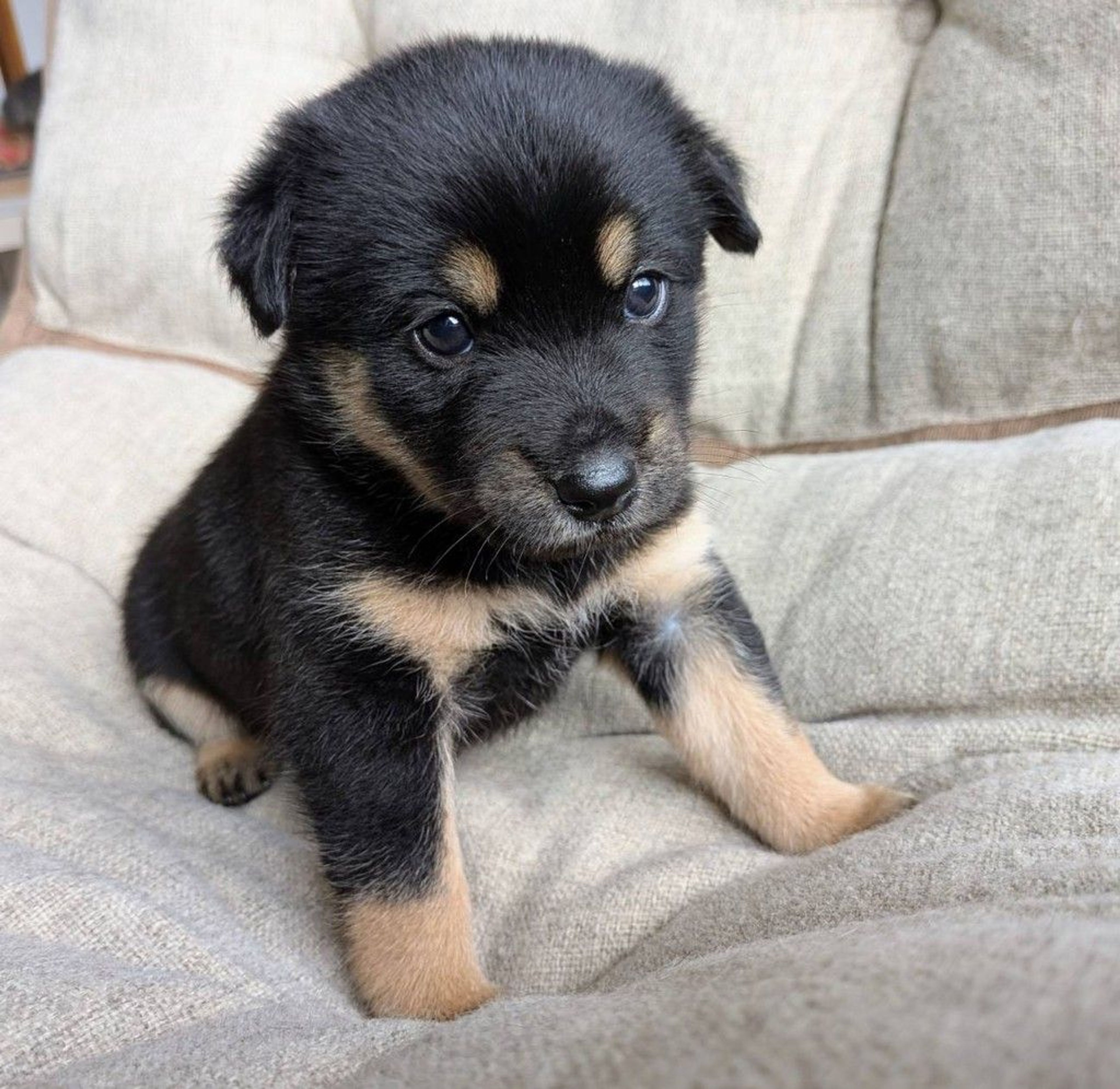 雑種（ミックス犬）・オスの里親募集の写真