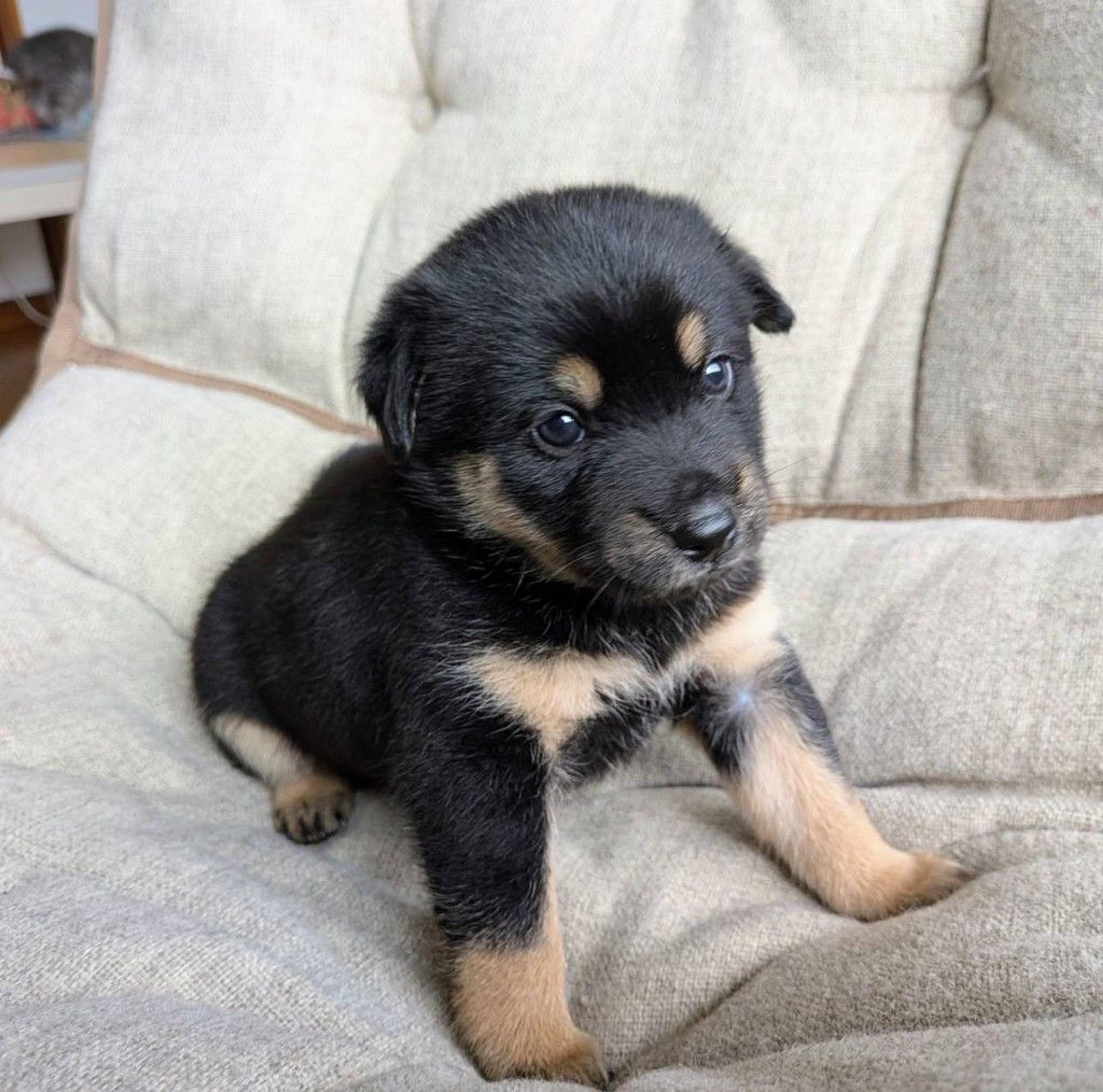 pet-image-2