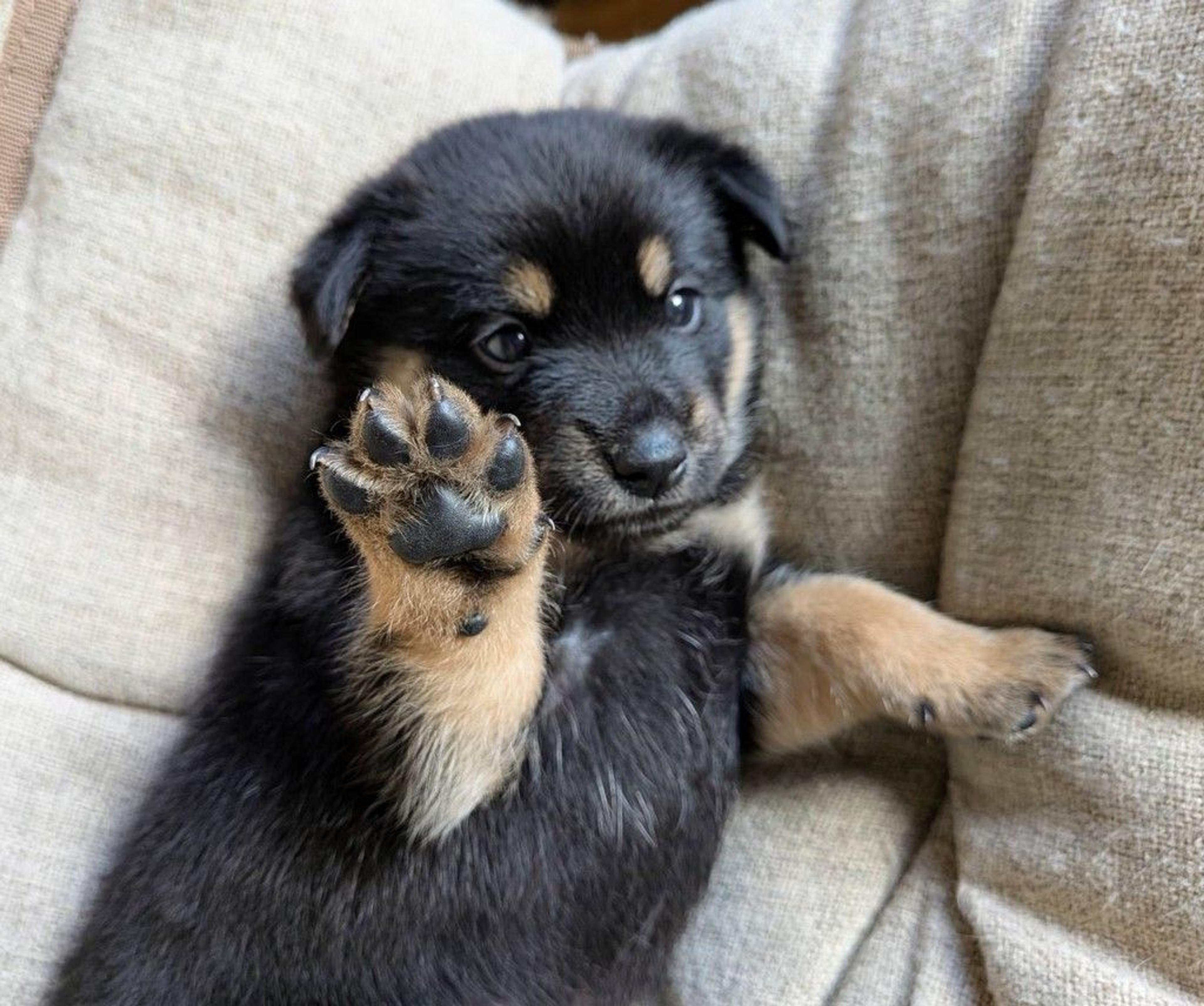 pet-image-5