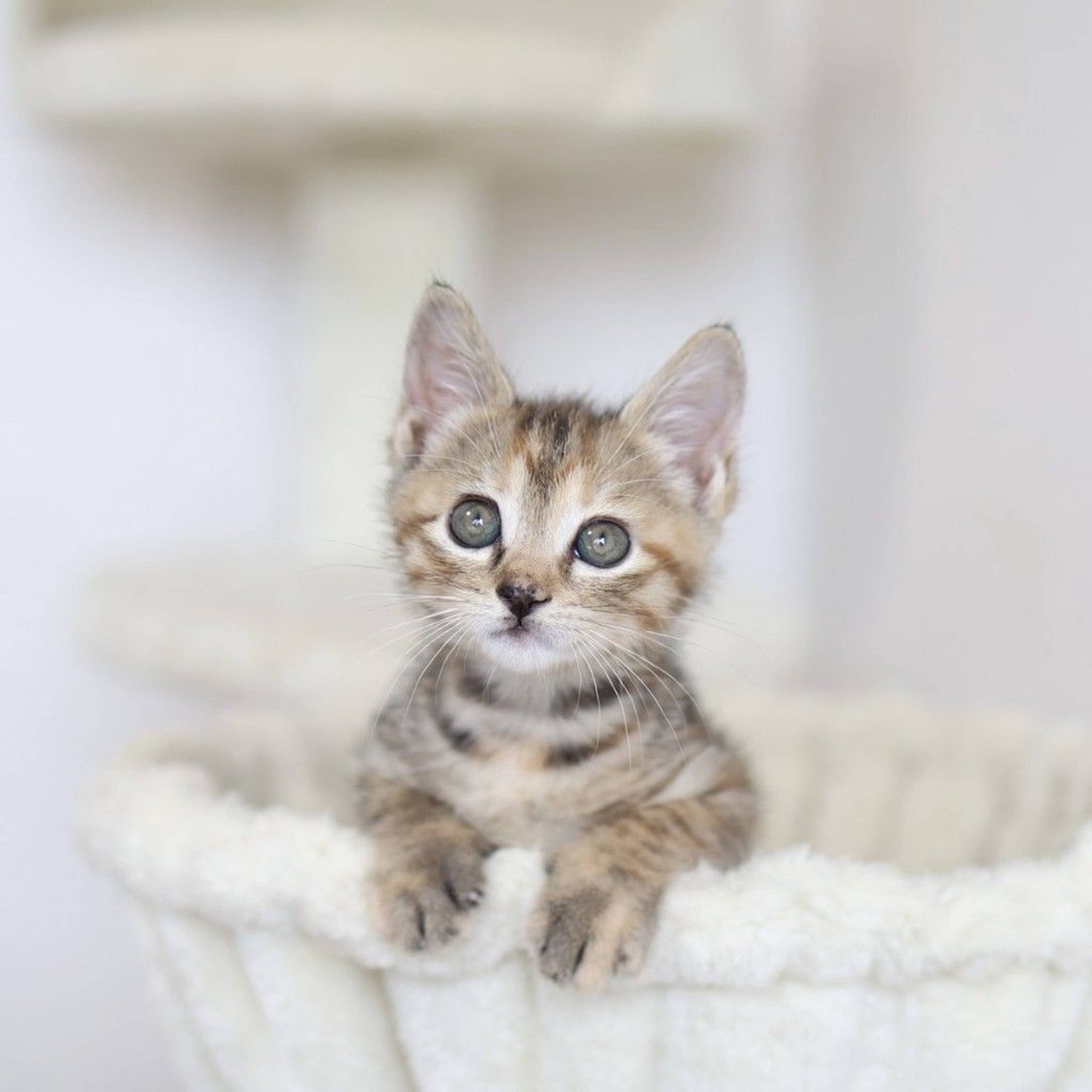 雑種（ミックス猫）・メスの里親募集の写真