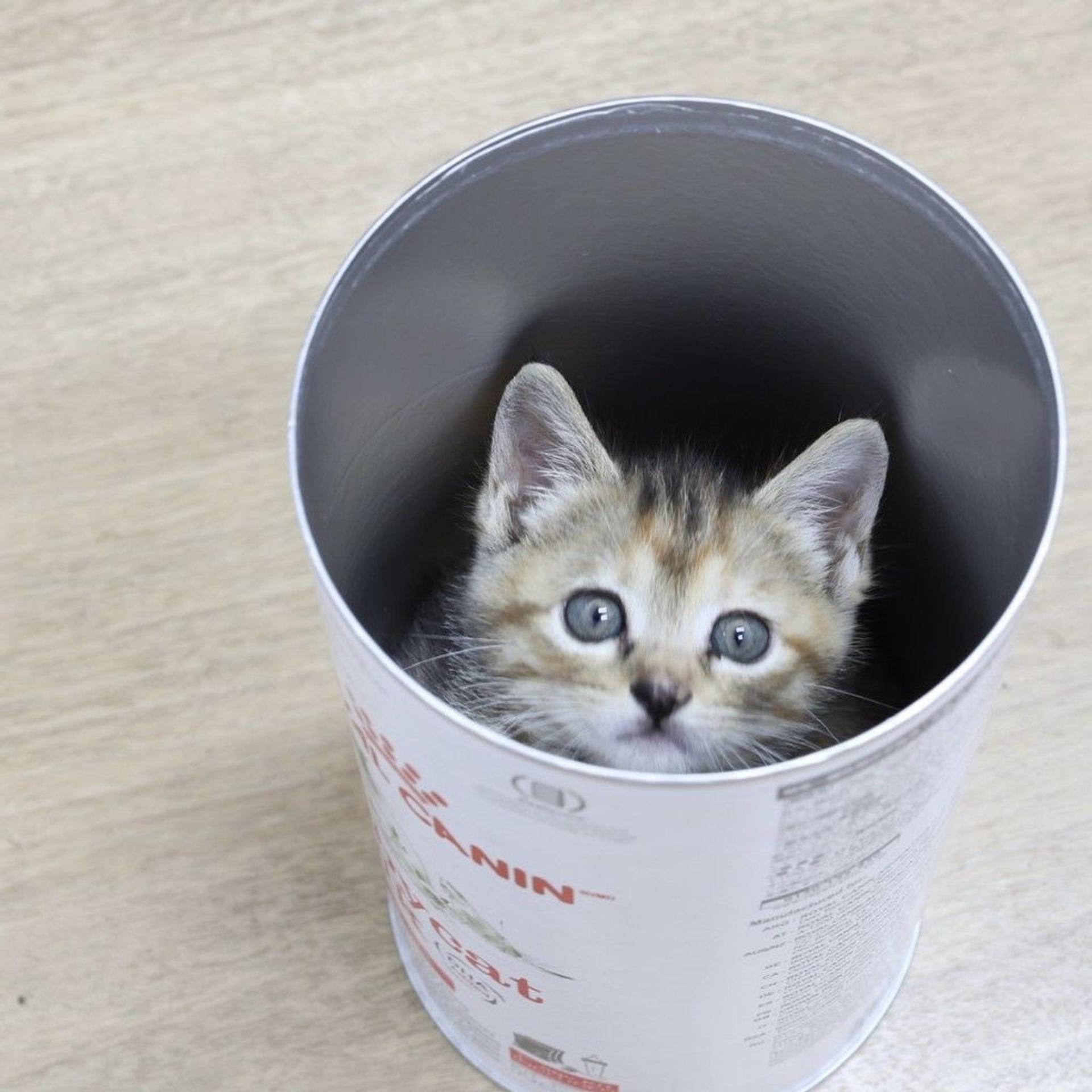 pet-image-3