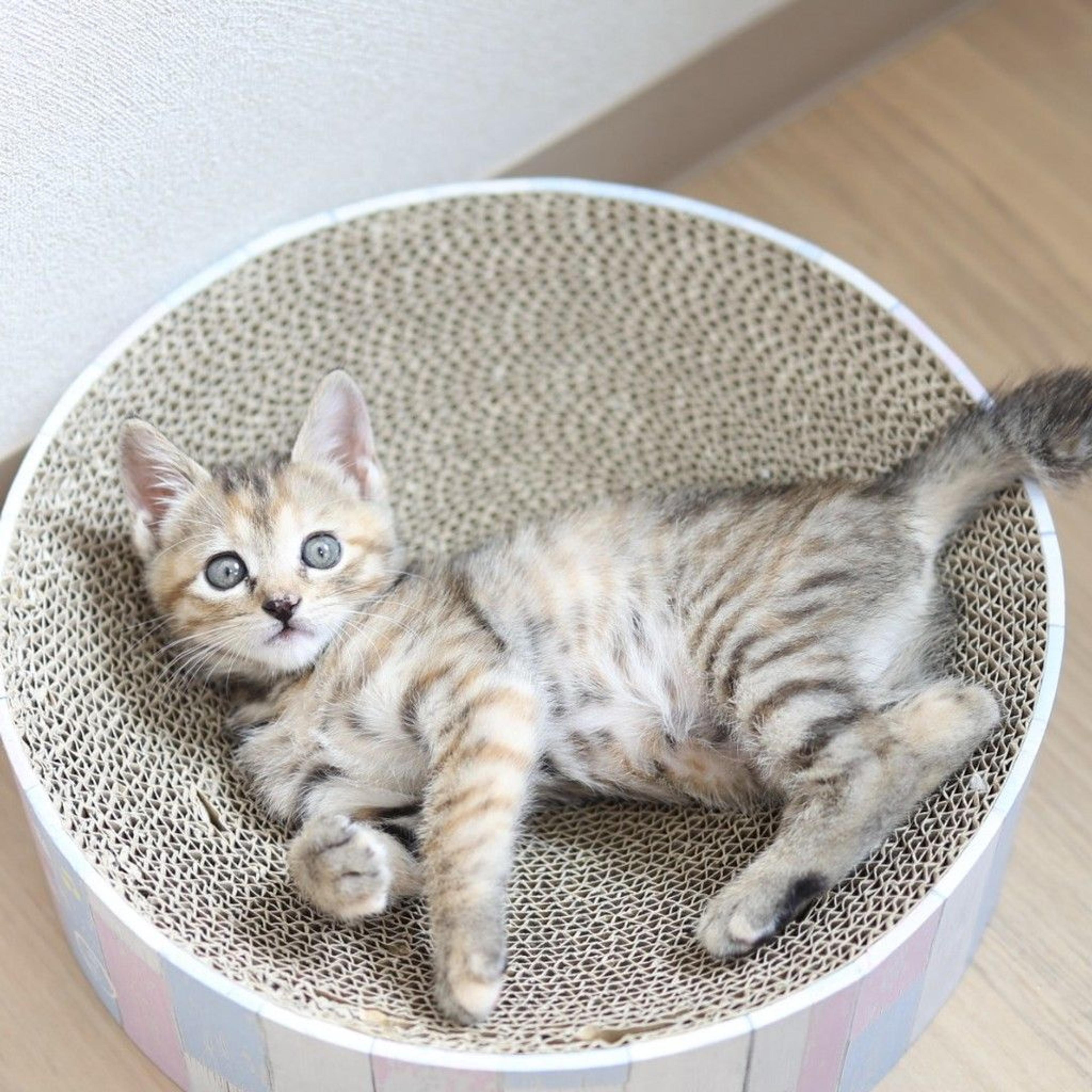 pet-image-5