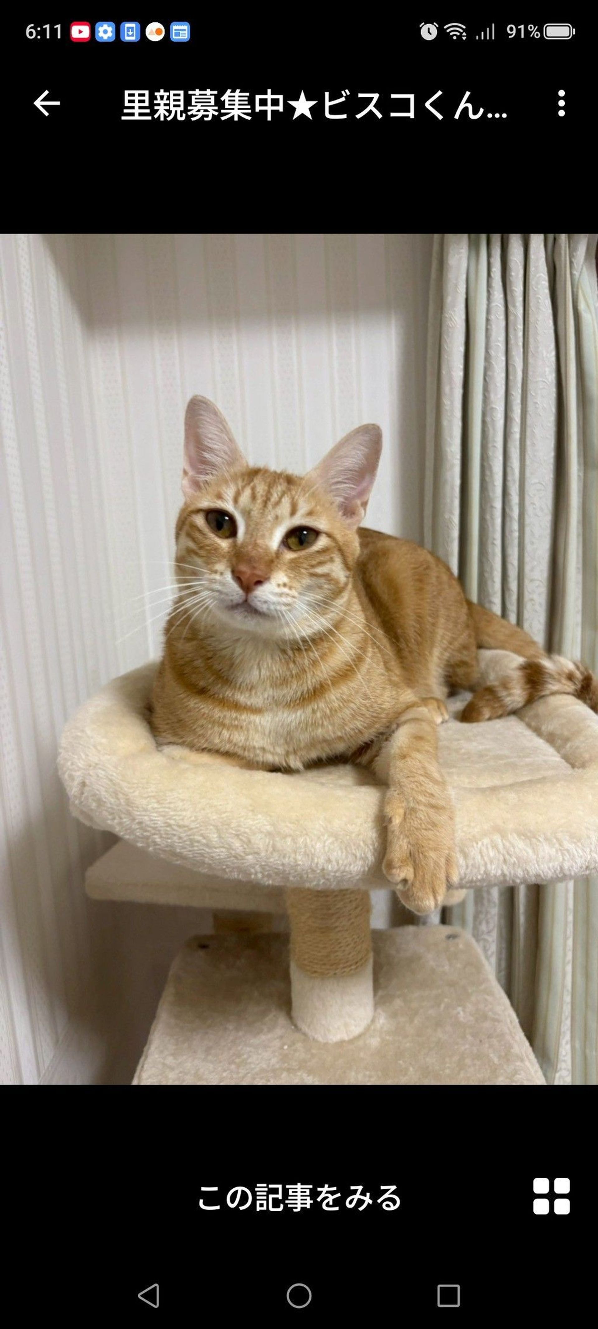 雑種（ミックス猫）・オスの里親募集の写真