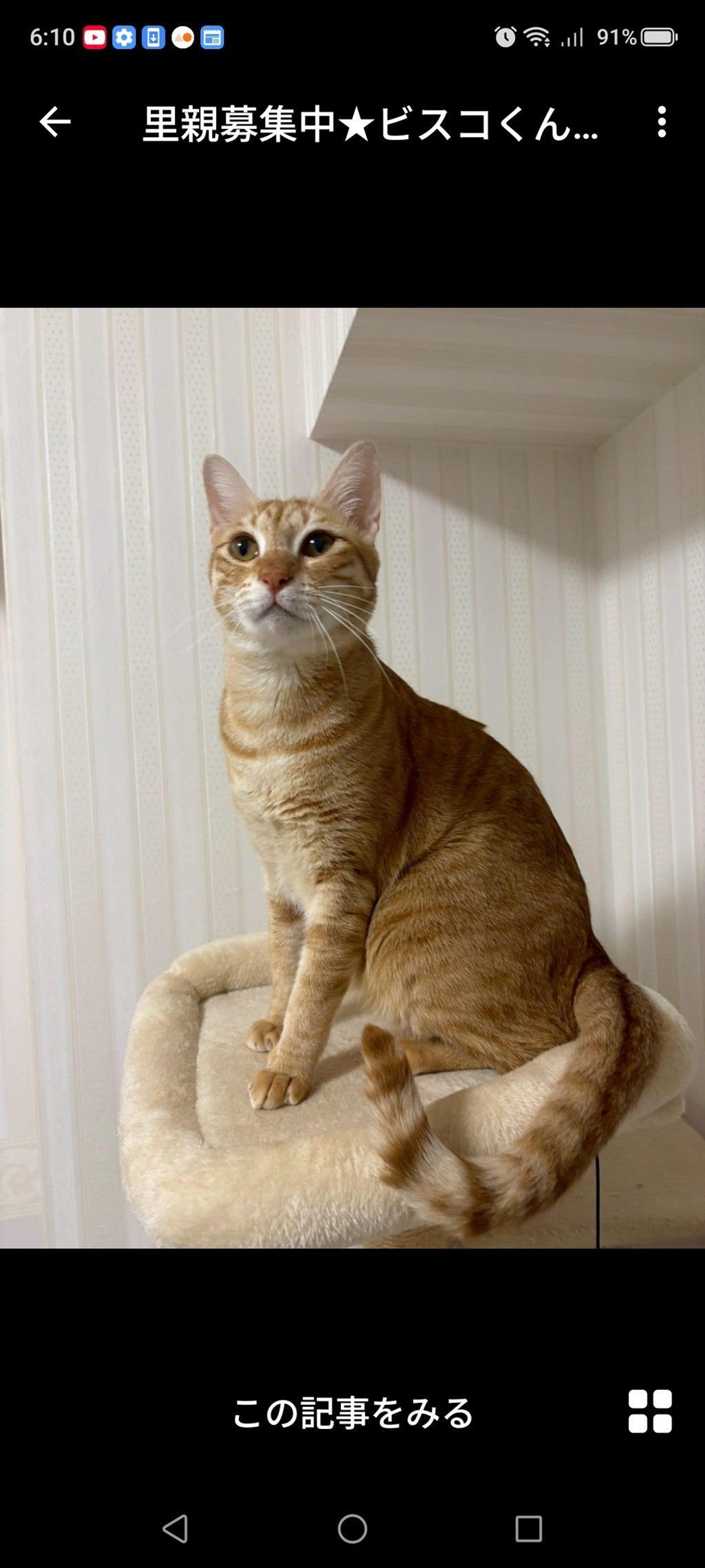 pet-image-2