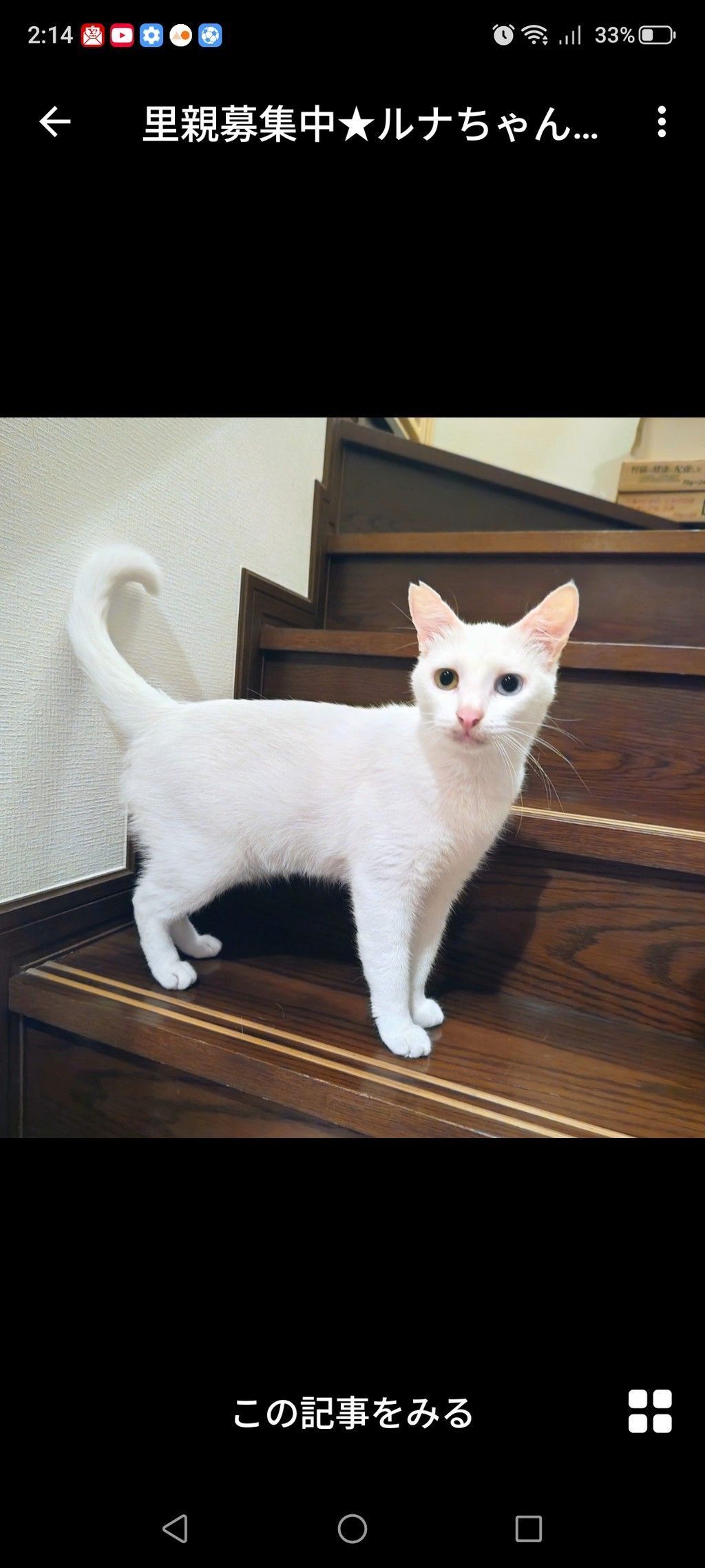 7/5参加】ルナちゃん☆2歳 | 雑種（ミックス猫） | 猫の未来とびら