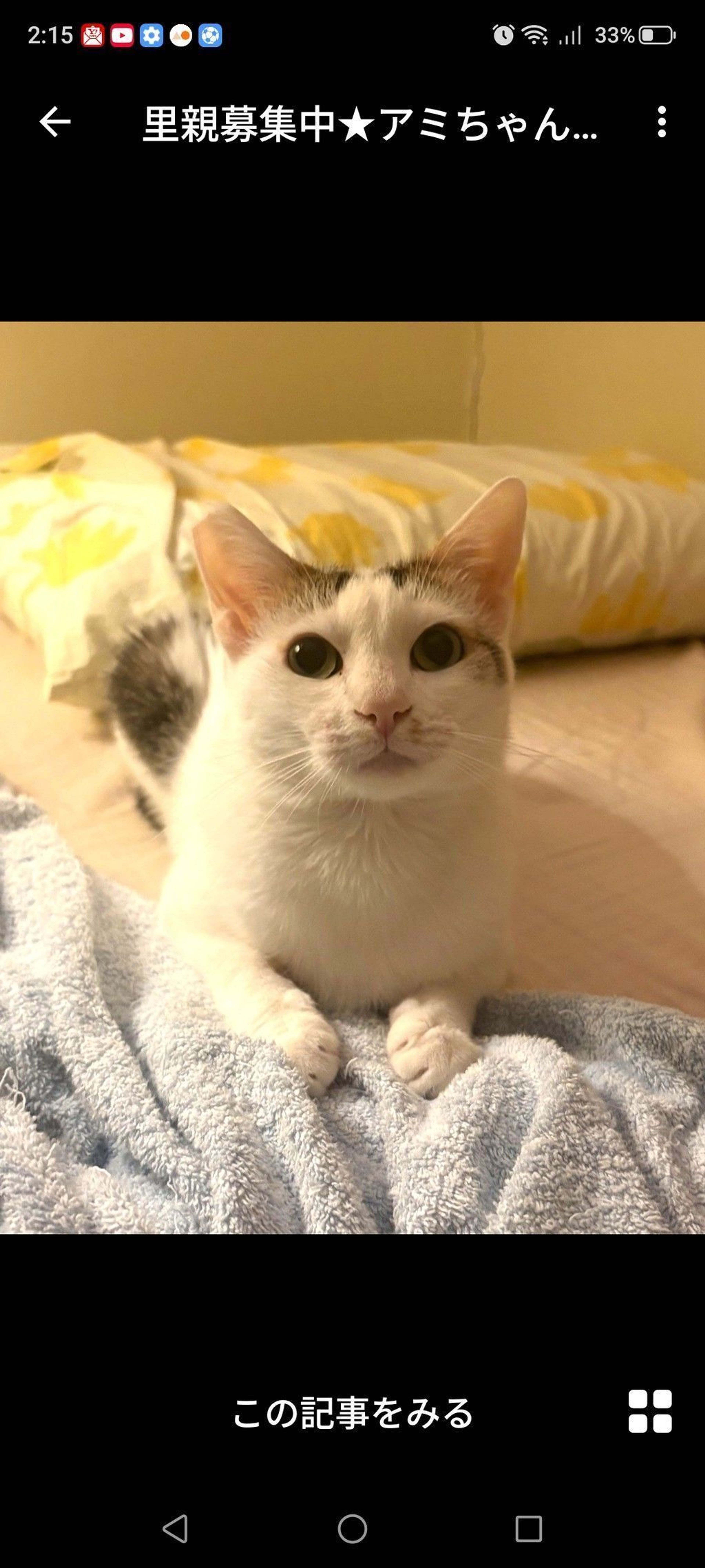 雑種（ミックス猫）・メスの里親募集の写真