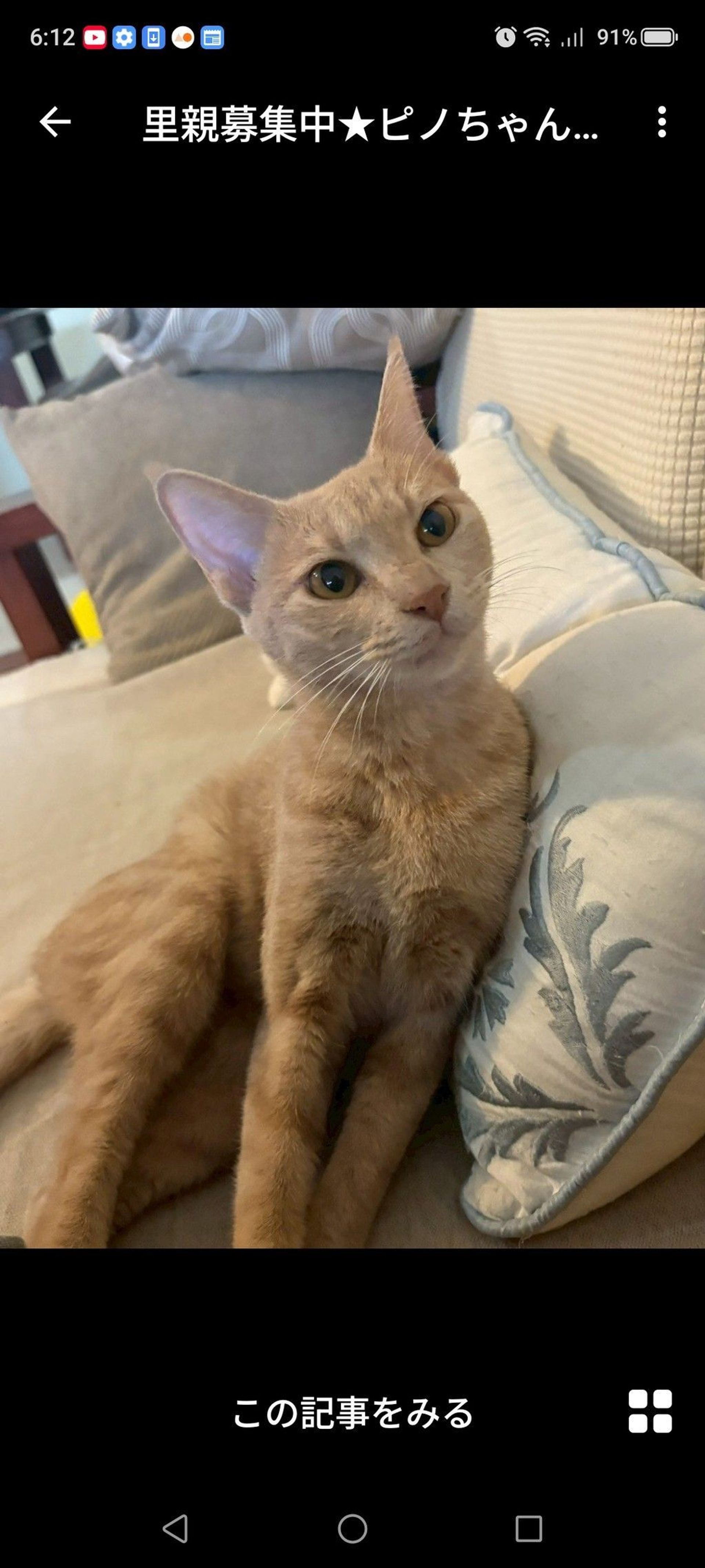 雑種（ミックス猫）・メスの里親募集の写真