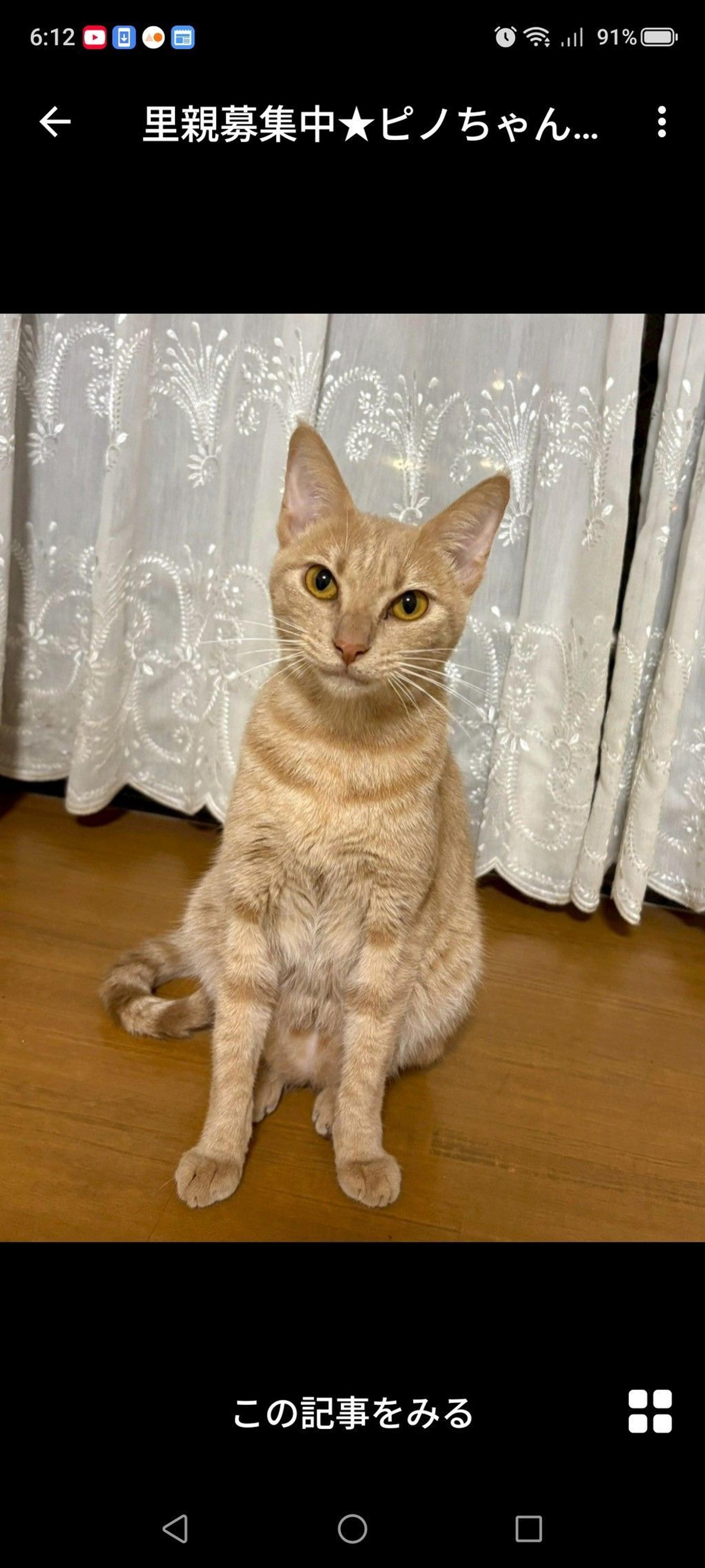 pet-image-2