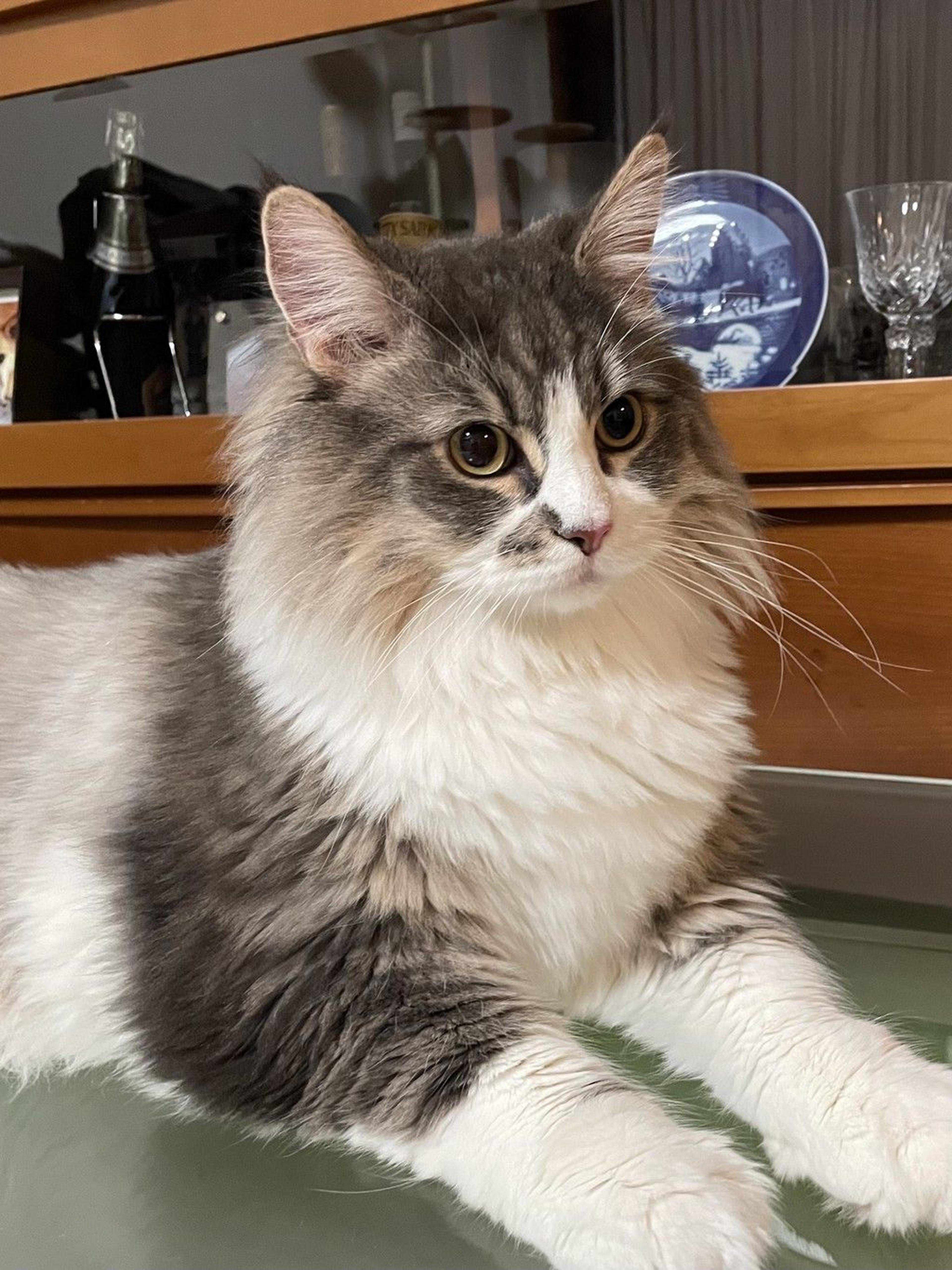 pet-image-2