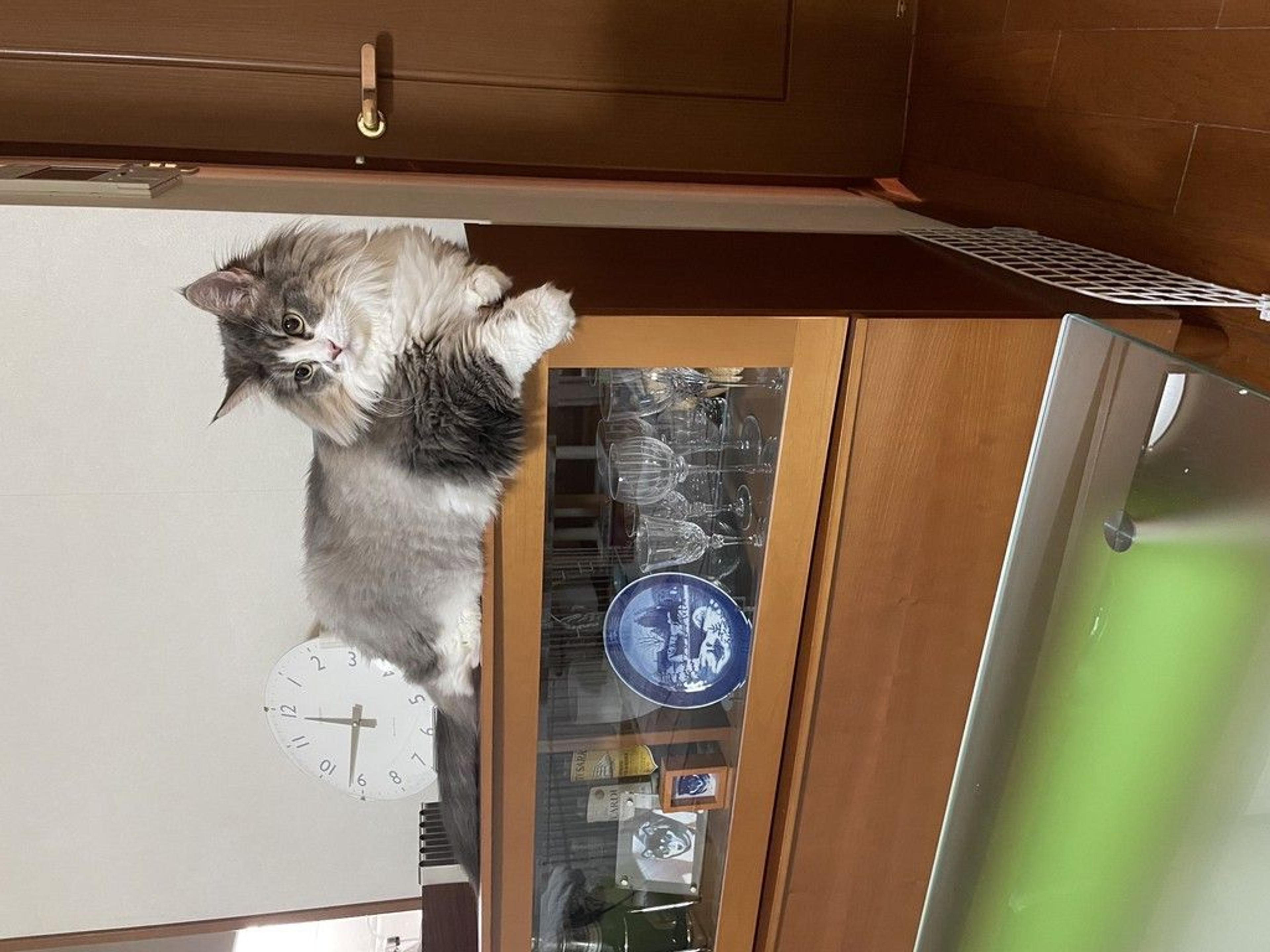 pet-image-4