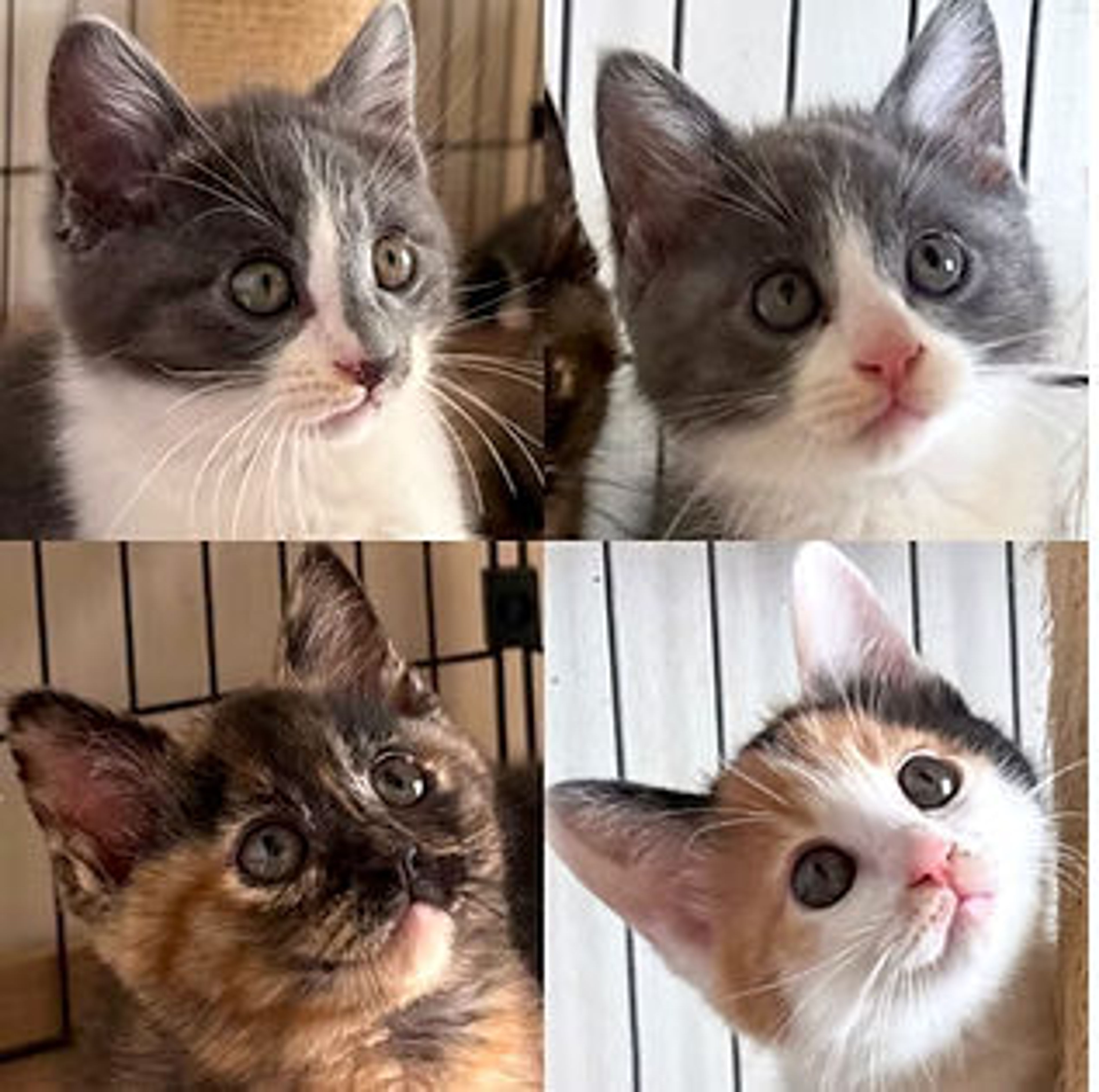 雑種（ミックス猫）・オスの里親募集の写真