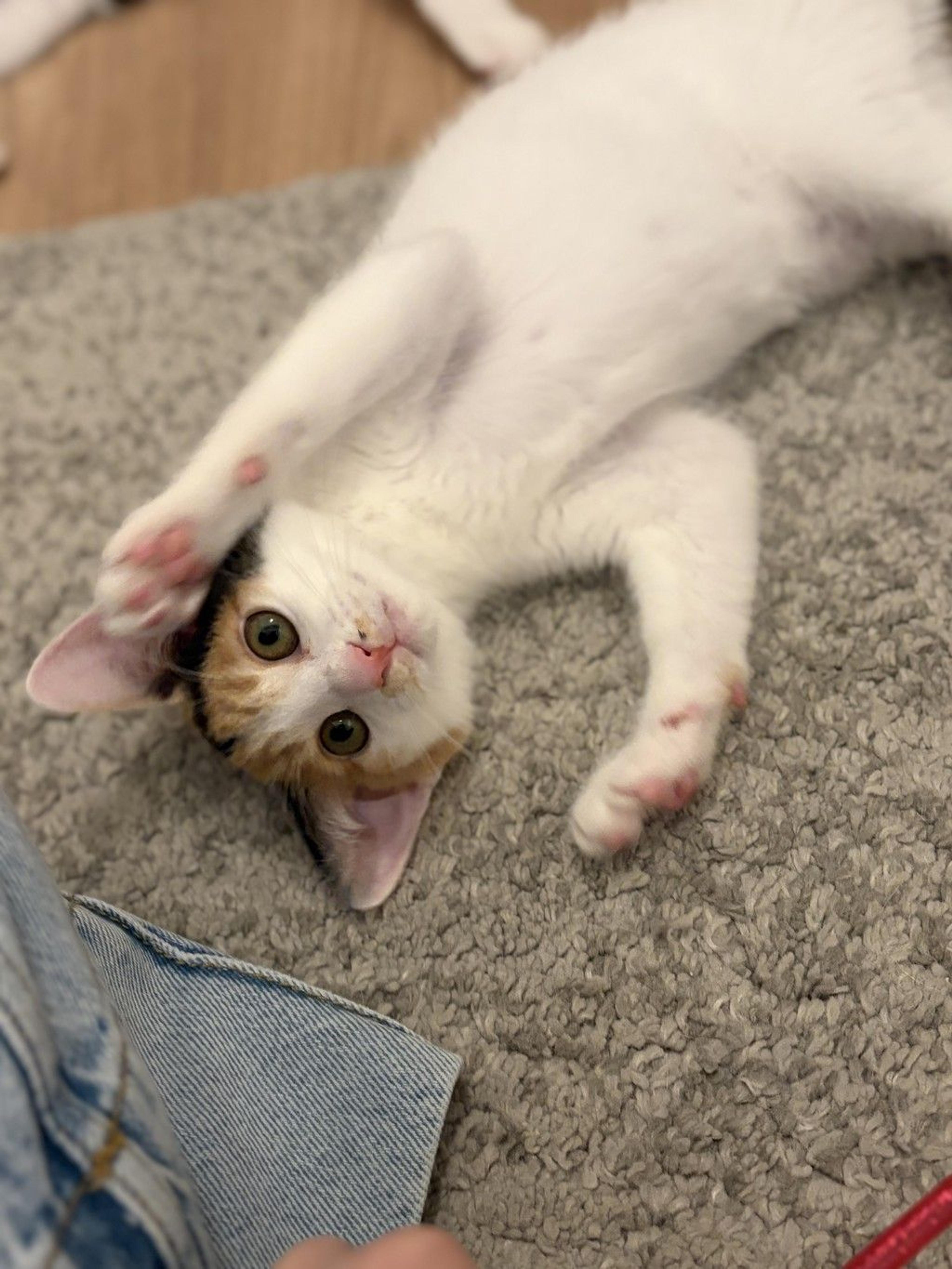 pet-image-8