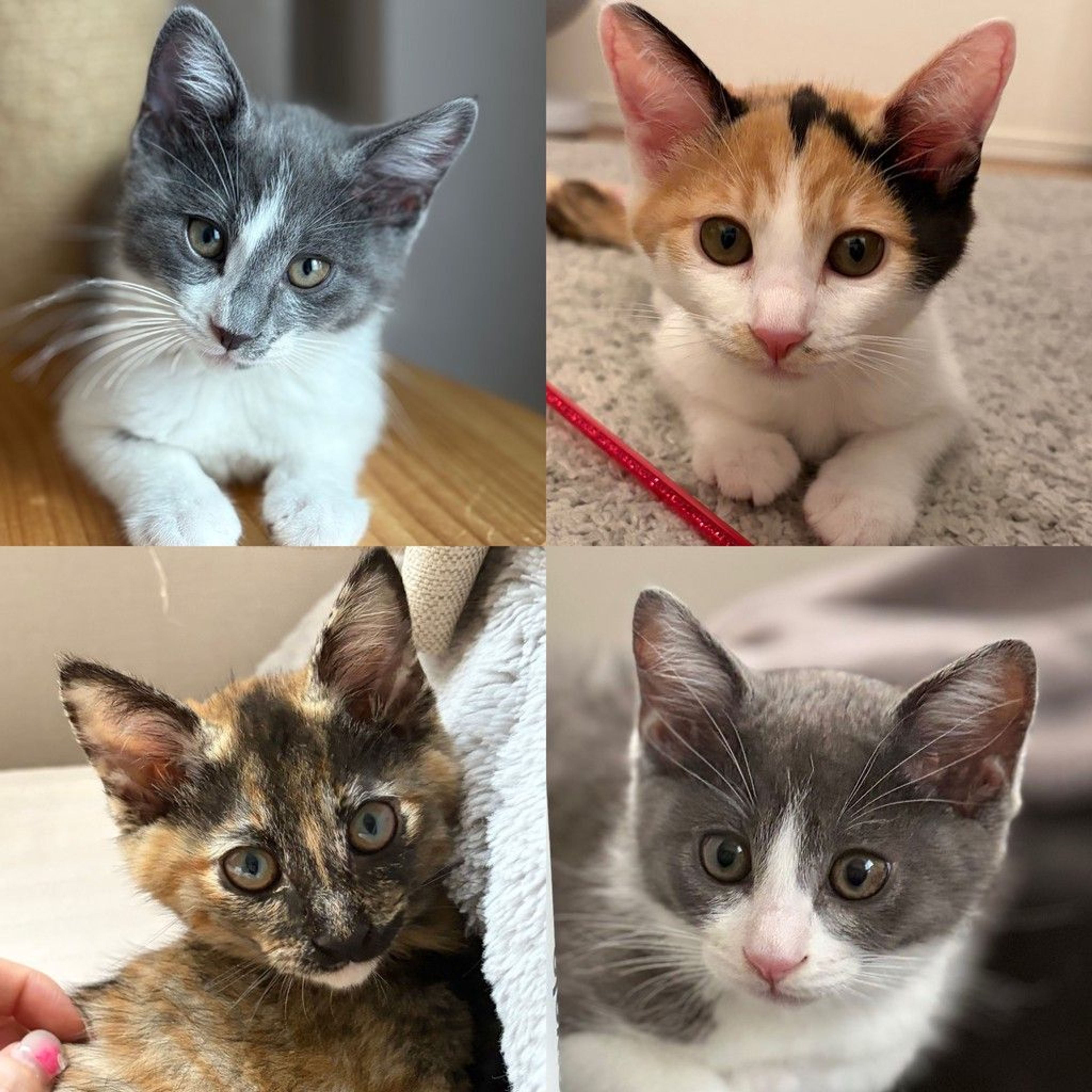雑種（ミックス猫）・オスの里親募集の写真