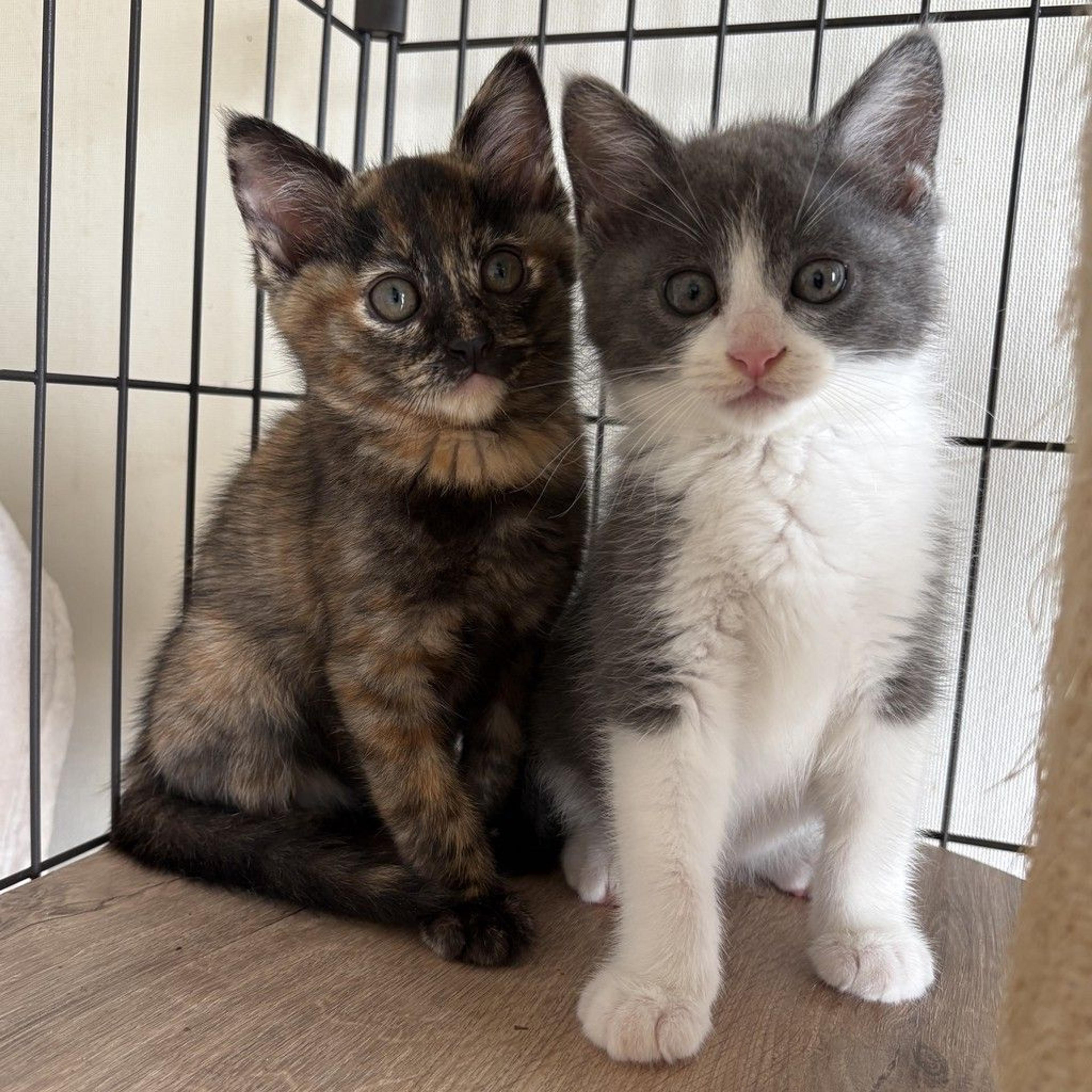 pet-image-4