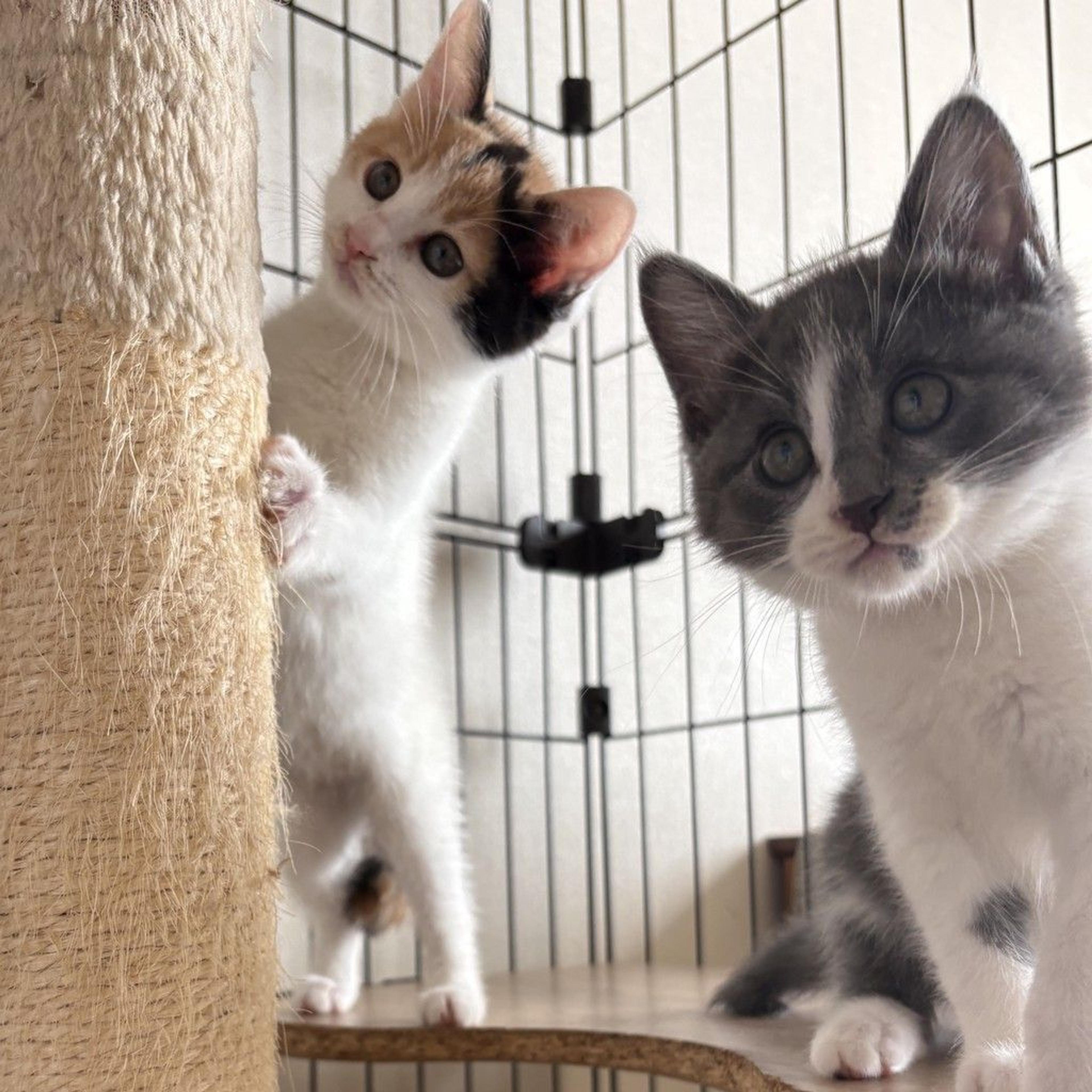 pet-image-5