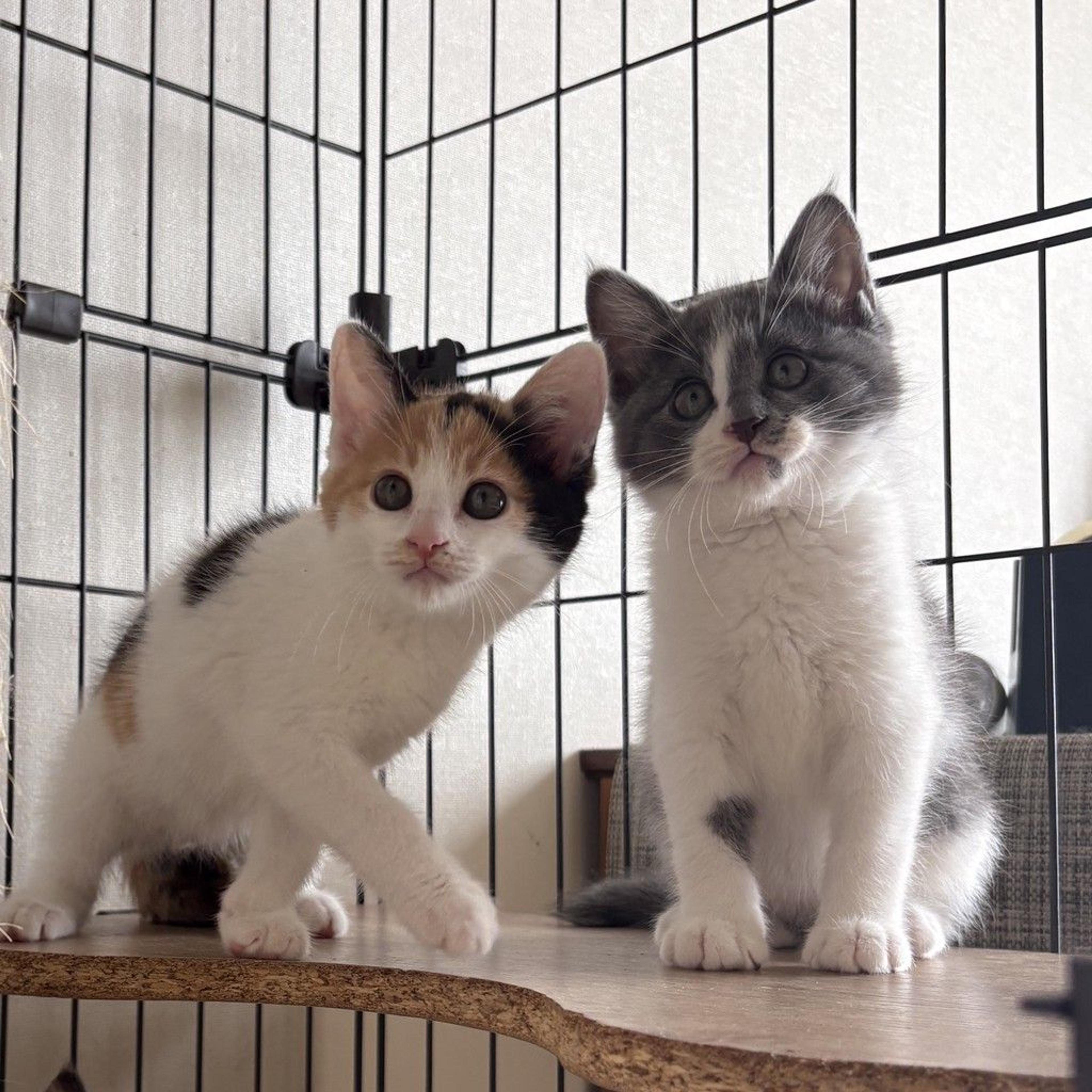 pet-image-6
