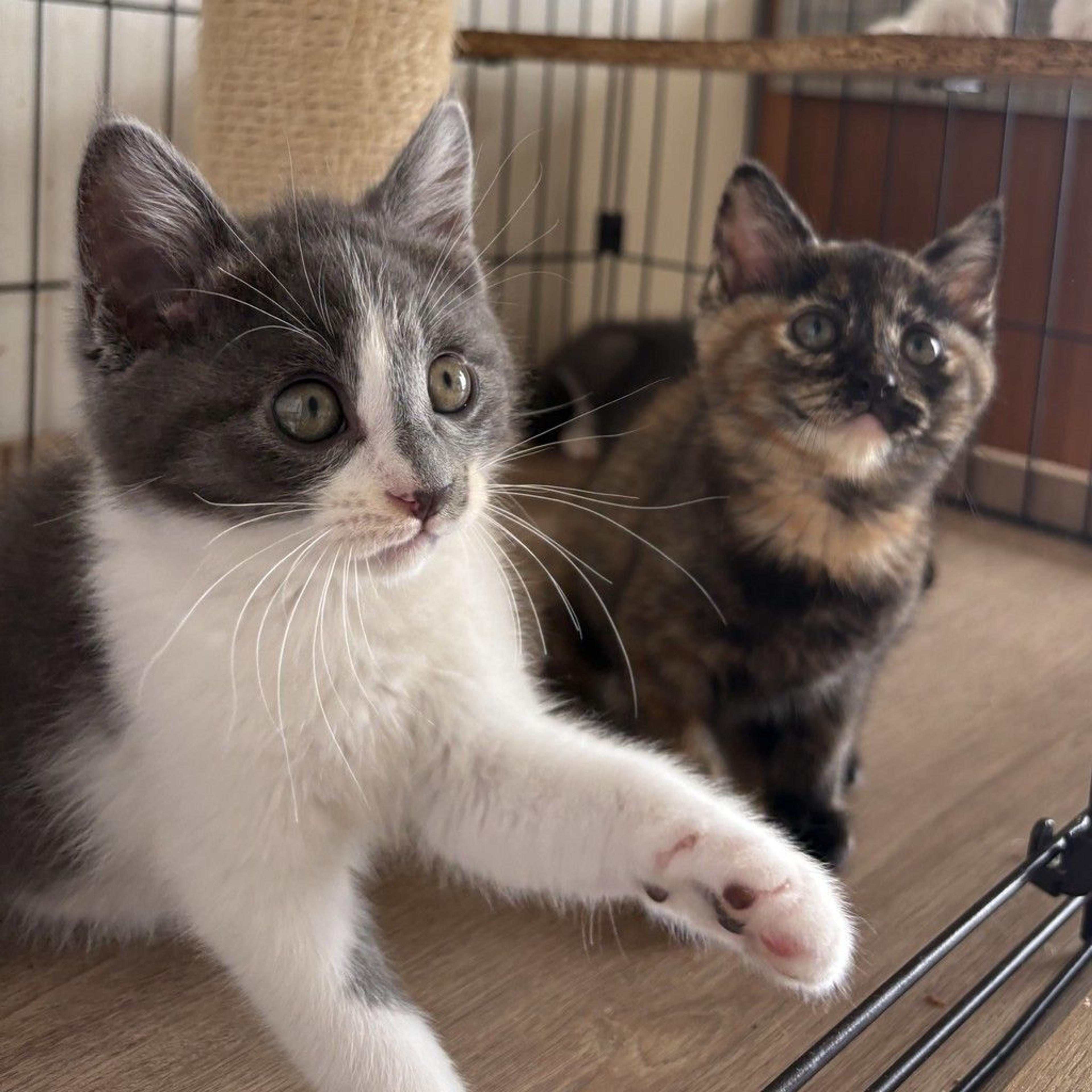 pet-image-7