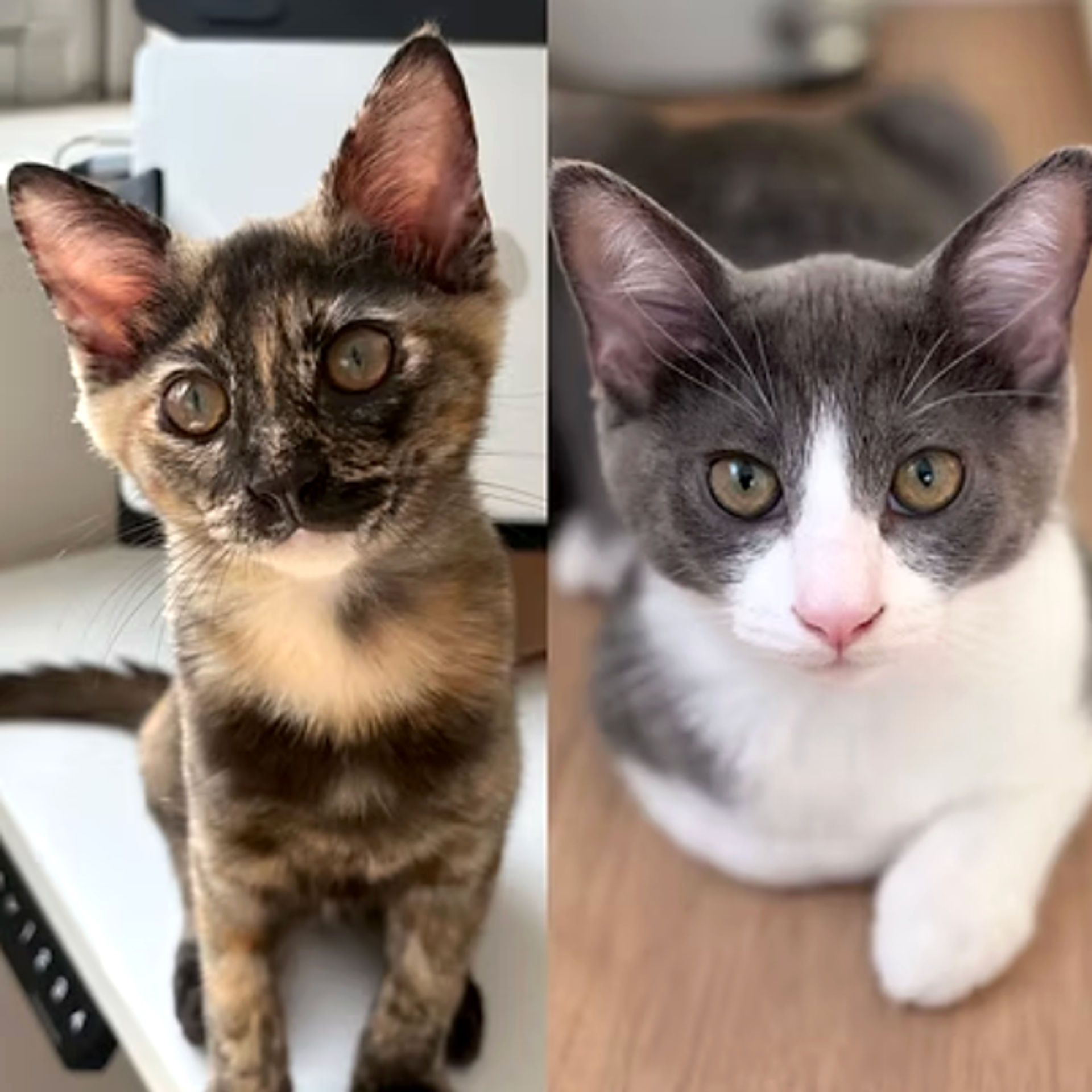 雑種（ミックス猫）・オスの里親募集の写真
