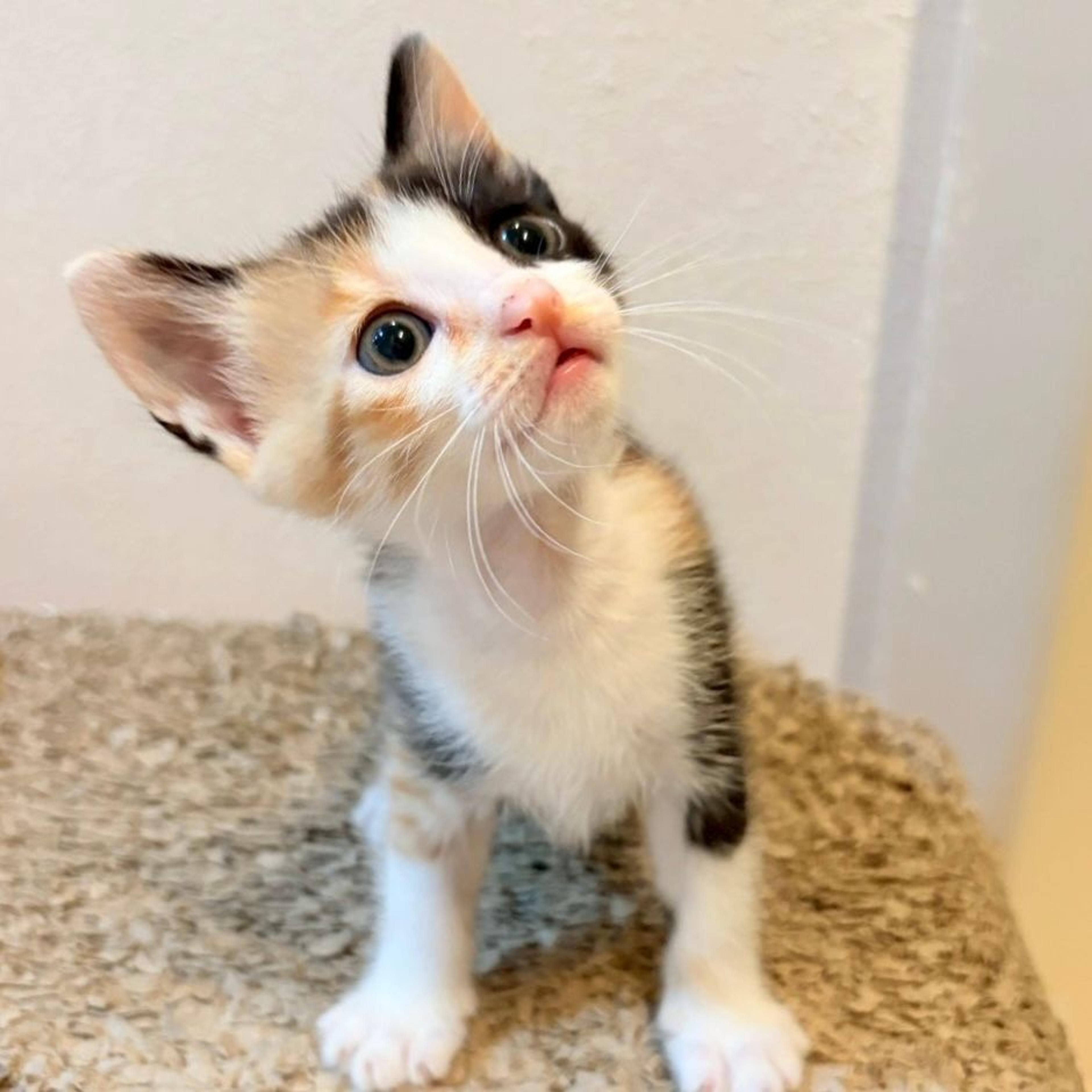 pet-image-4