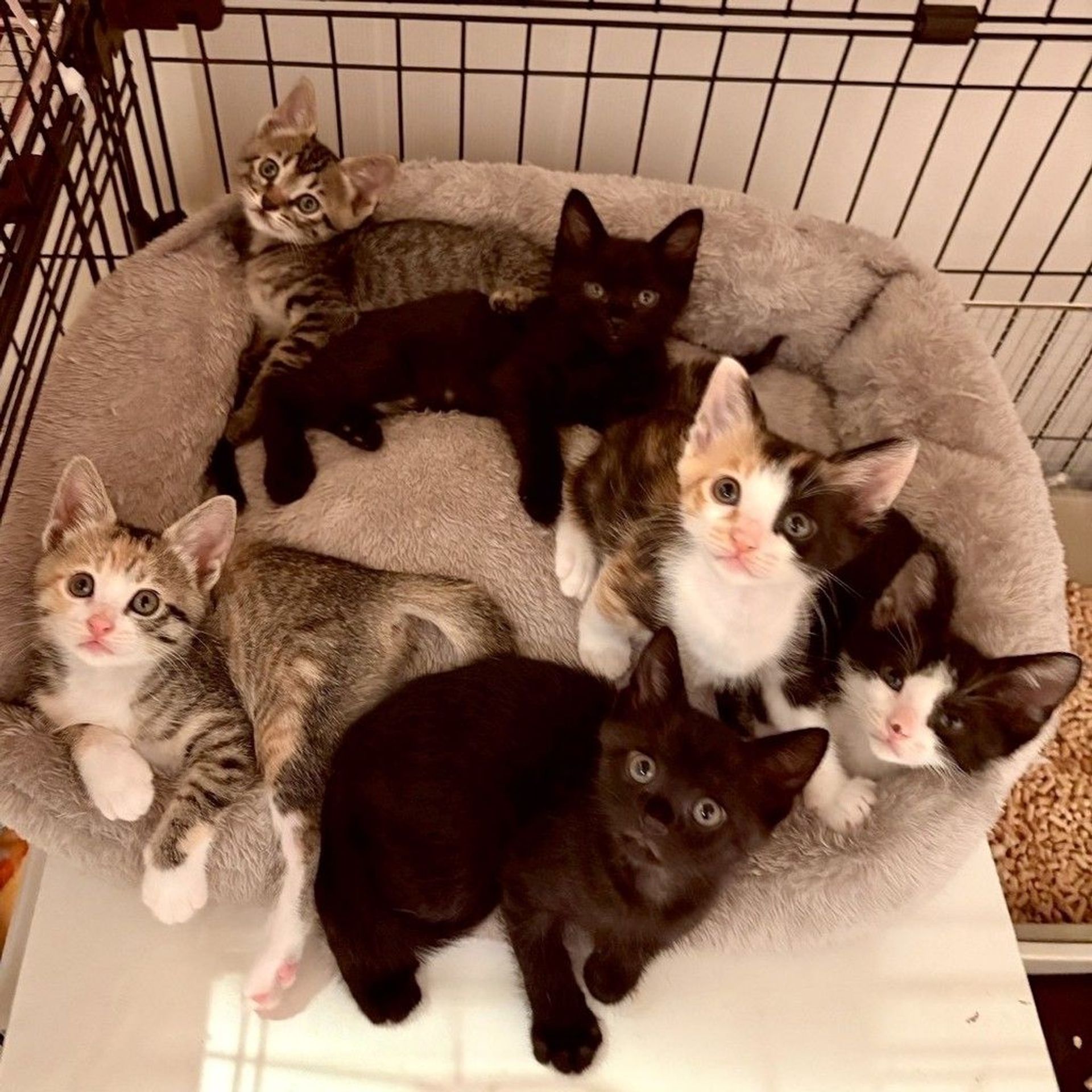 雑種（ミックス猫）・メスの里親募集の写真