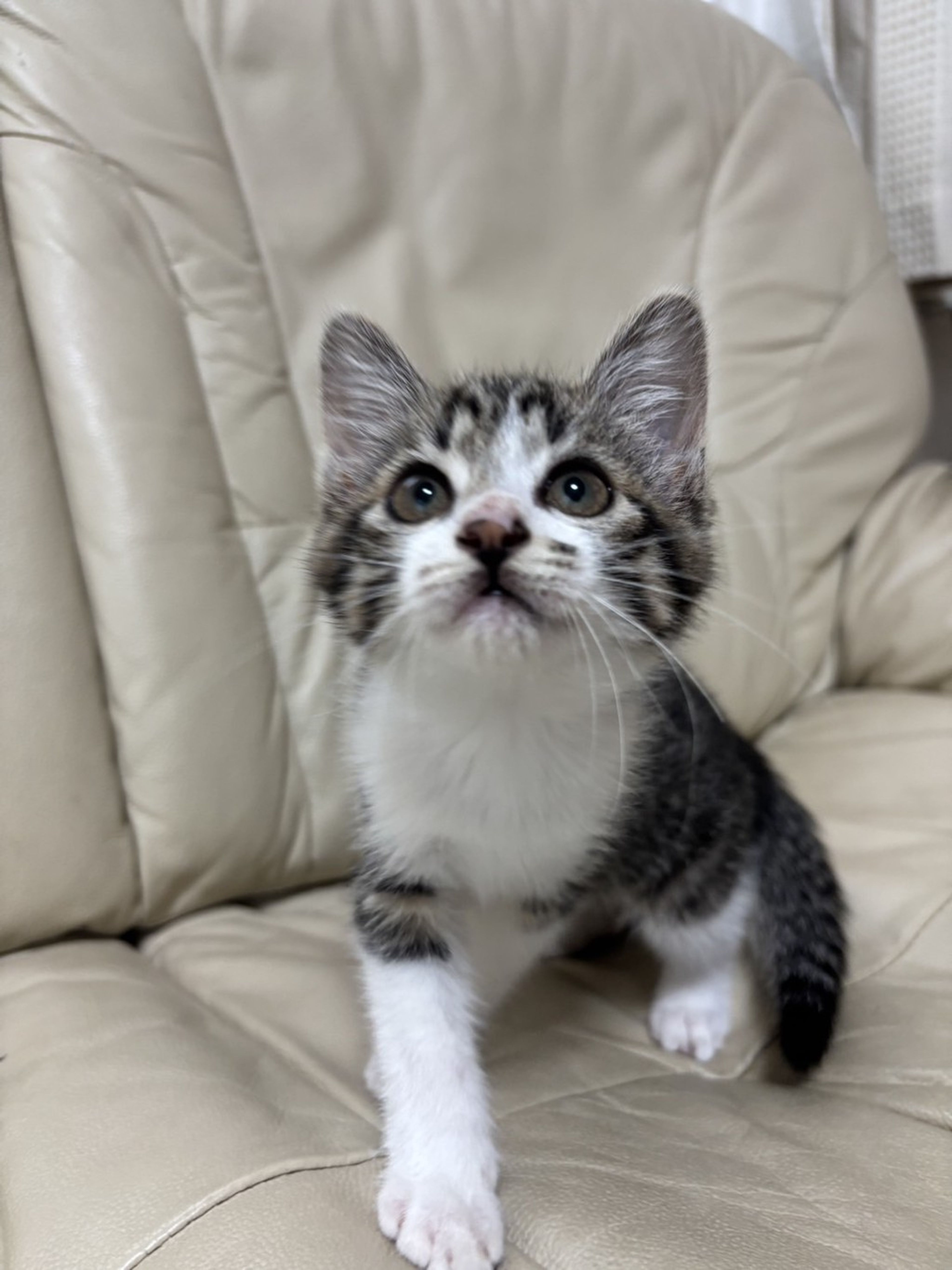雑種（ミックス猫）・メスの里親募集の写真