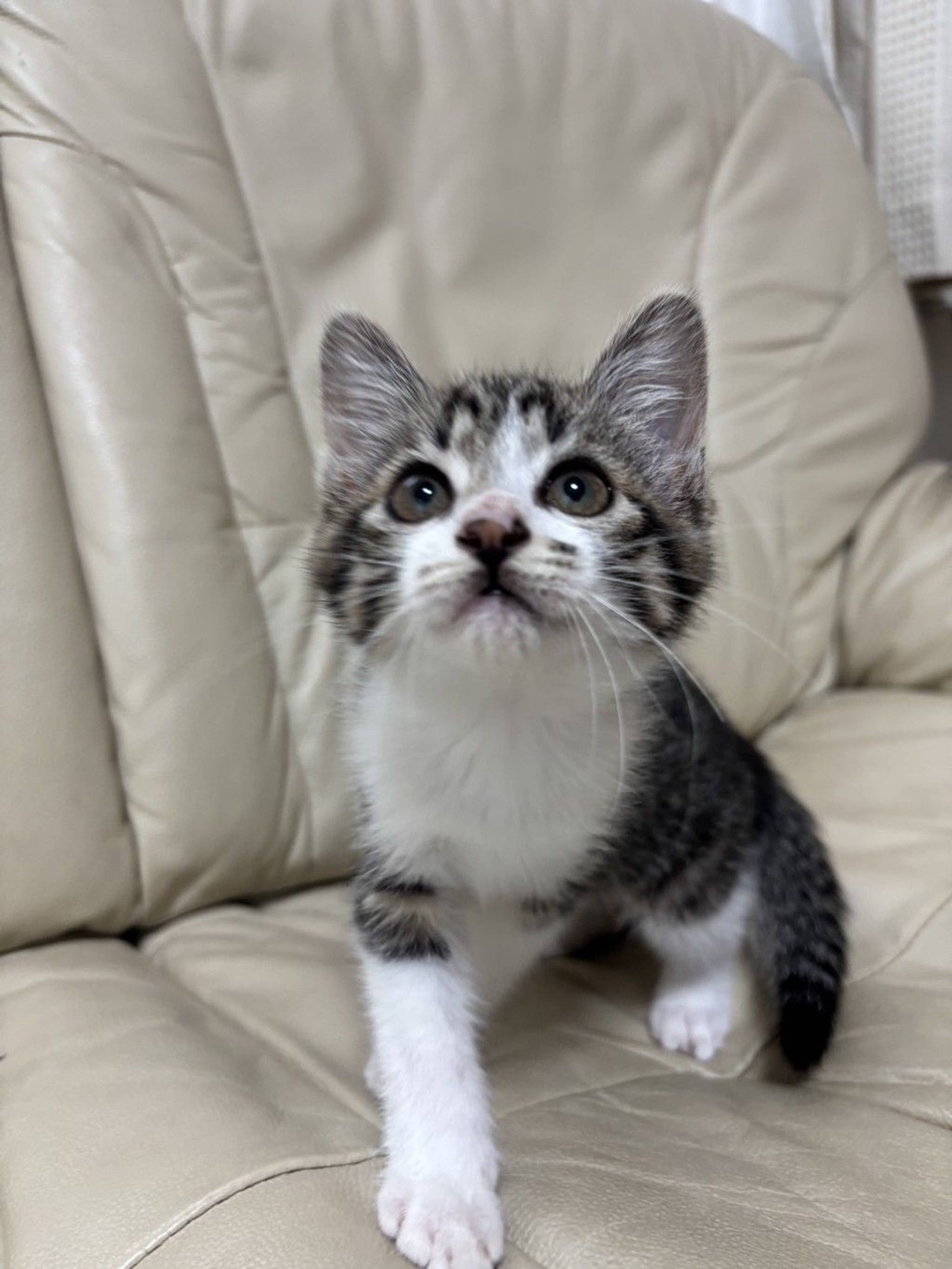 雑種（ミックス猫）・メスの里親募集の写真