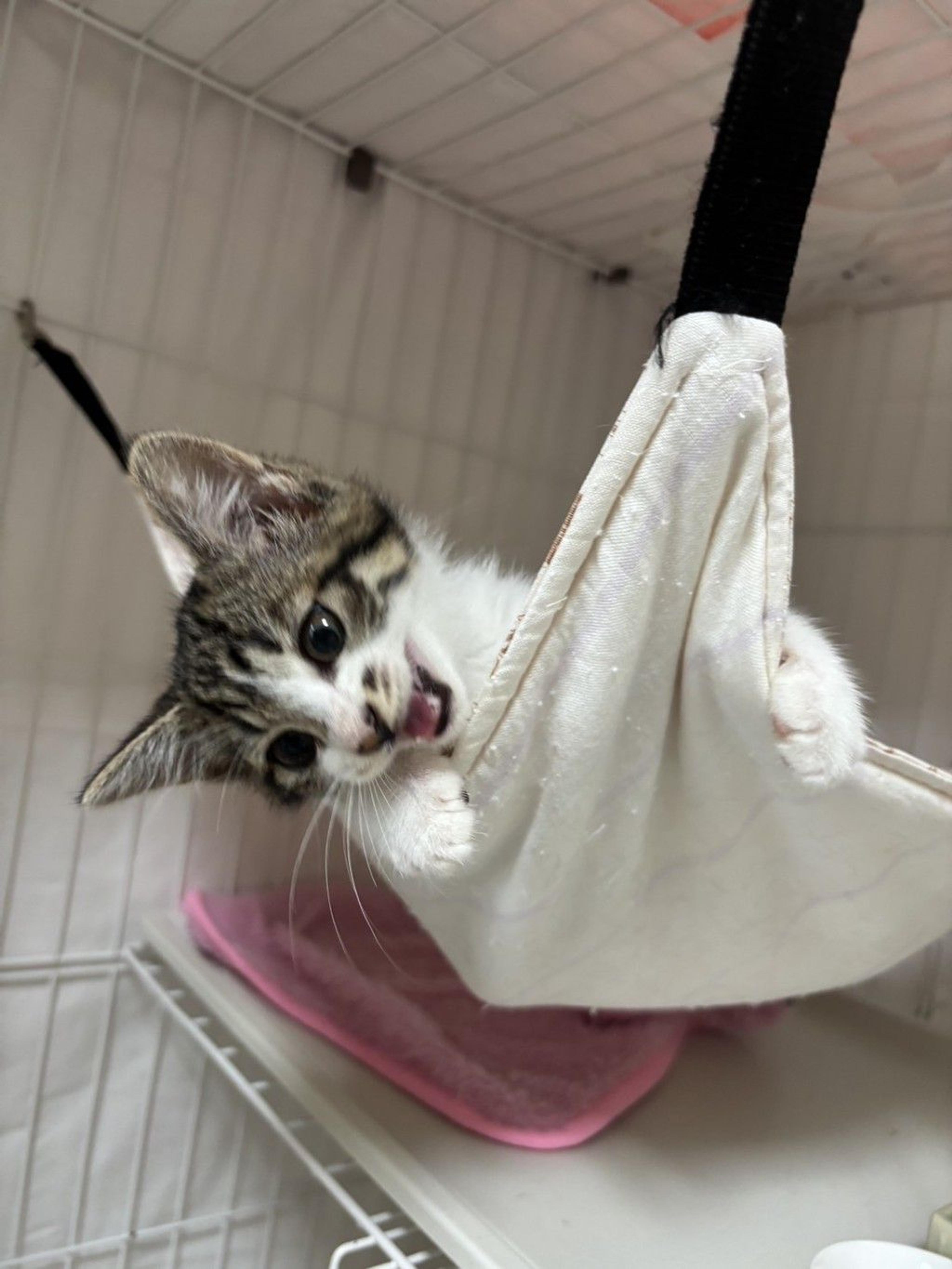 pet-image-3