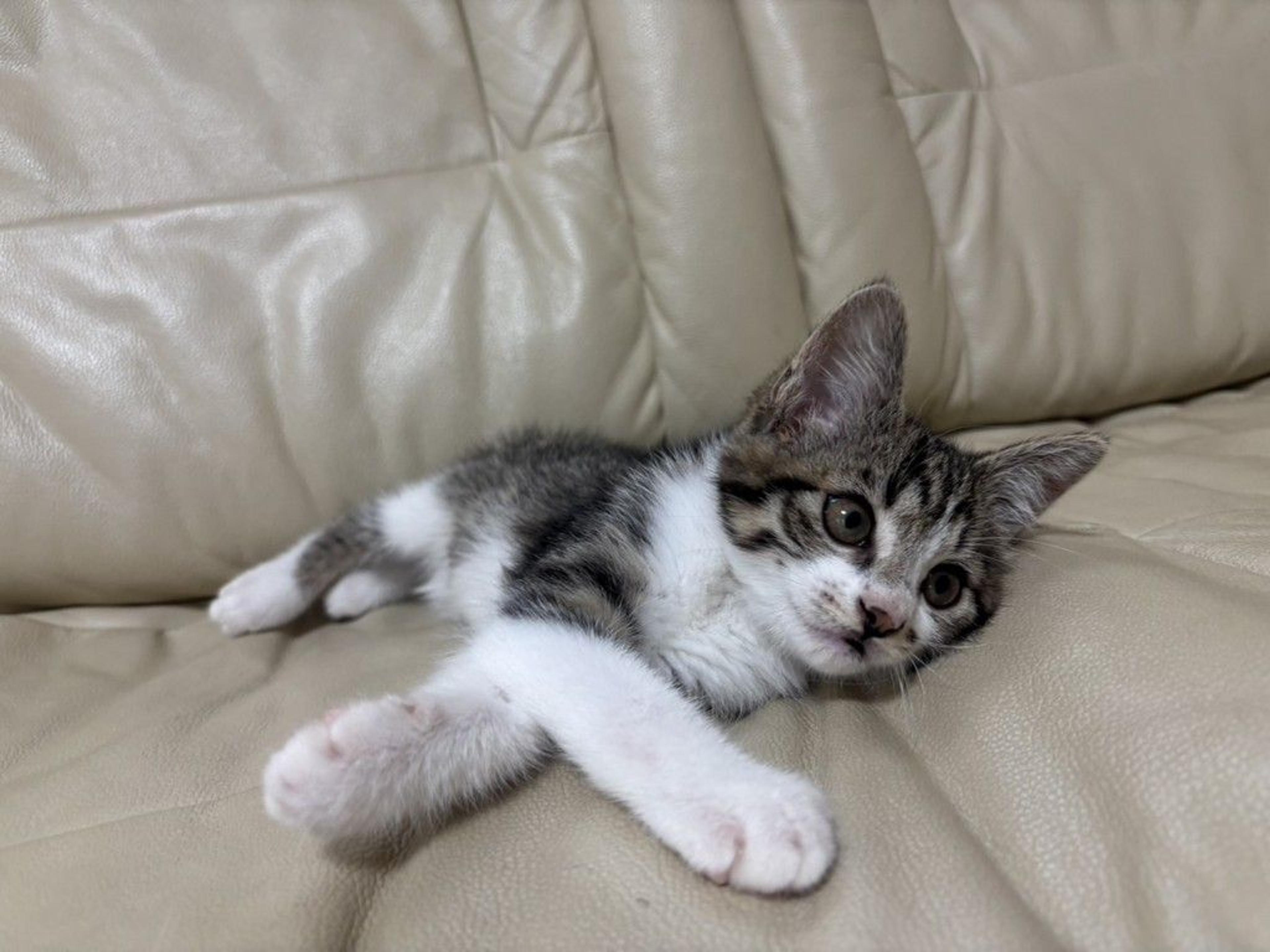 pet-image-6