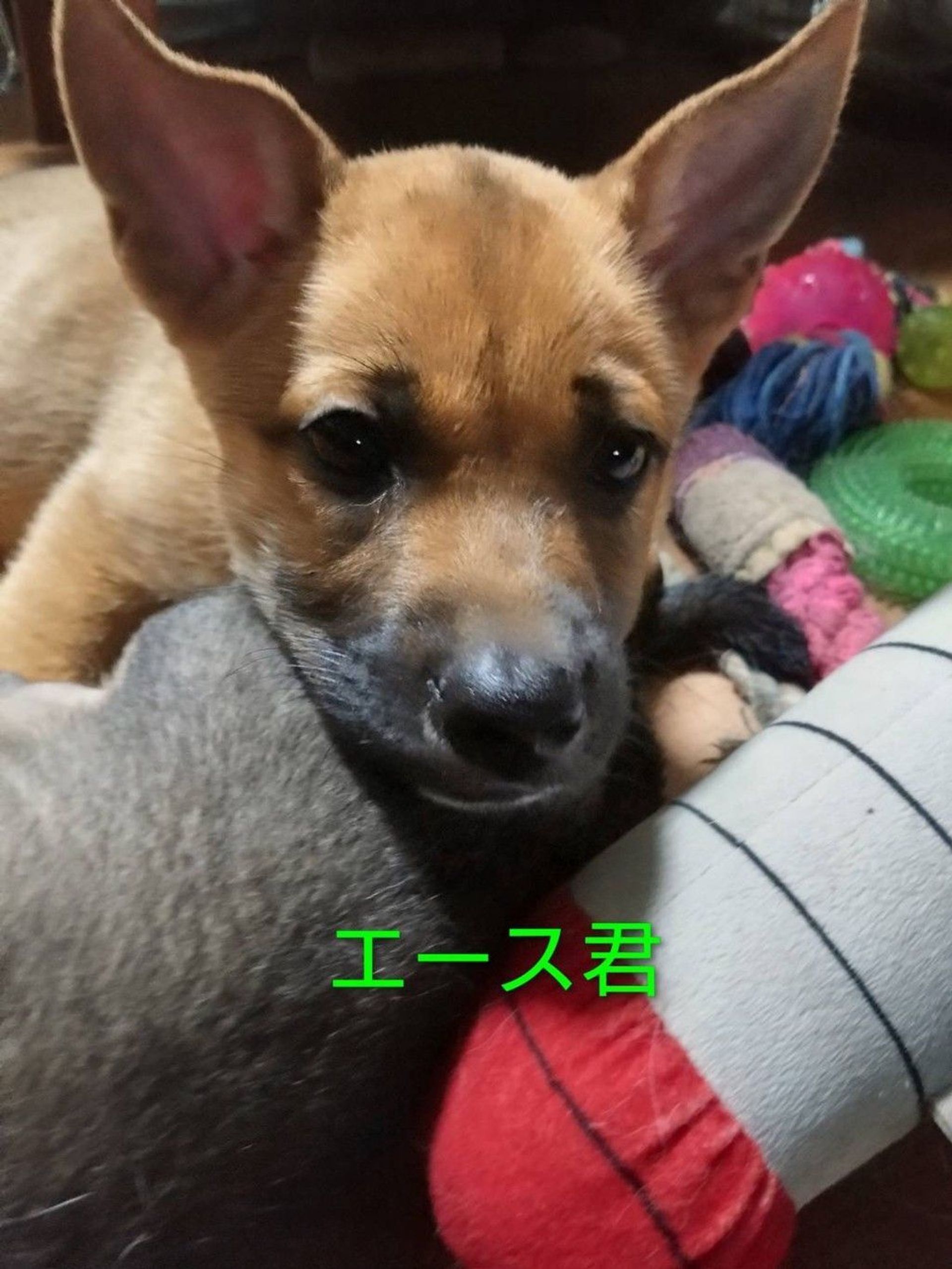 雑種（ミックス犬）・オスの里親募集の写真