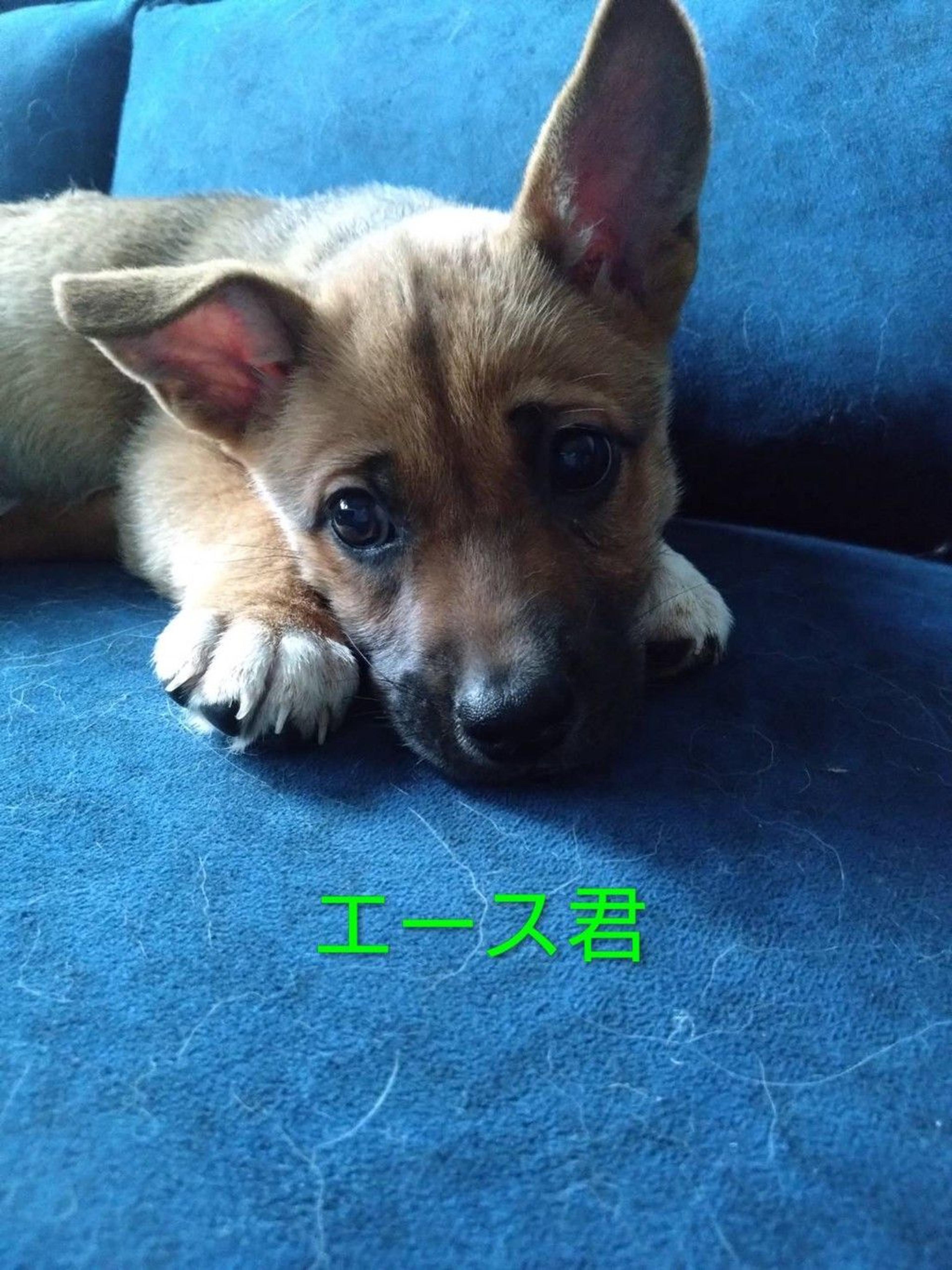 pet-image-2