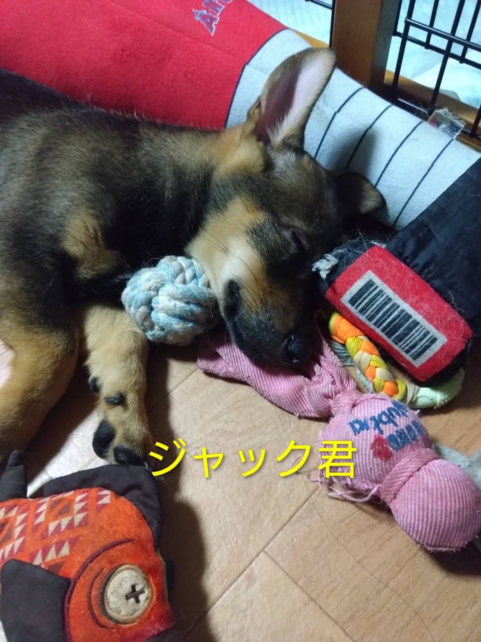 雑種（ミックス犬）・オスの里親募集の写真