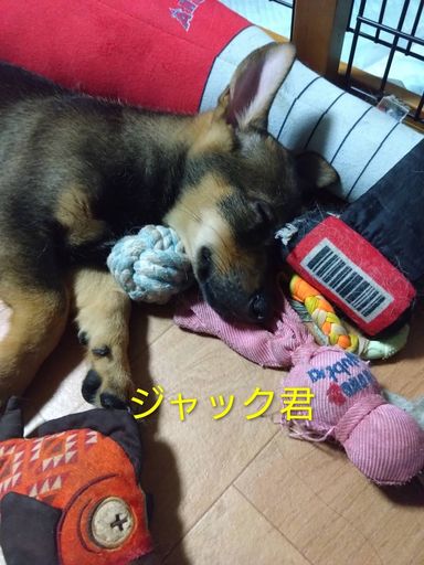甘えん坊のジャックくんの写真