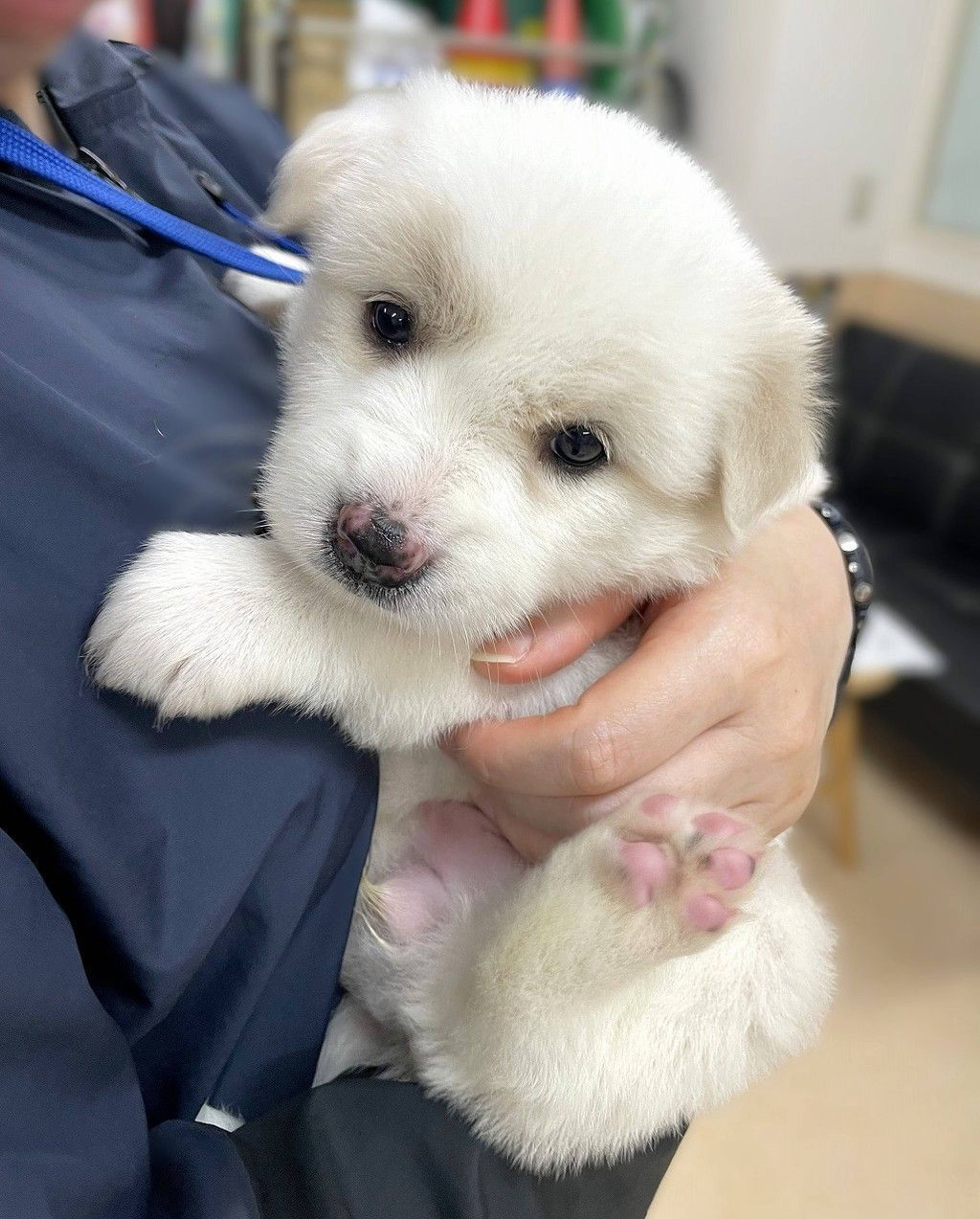 雑種（ミックス犬）・メスの里親募集の写真