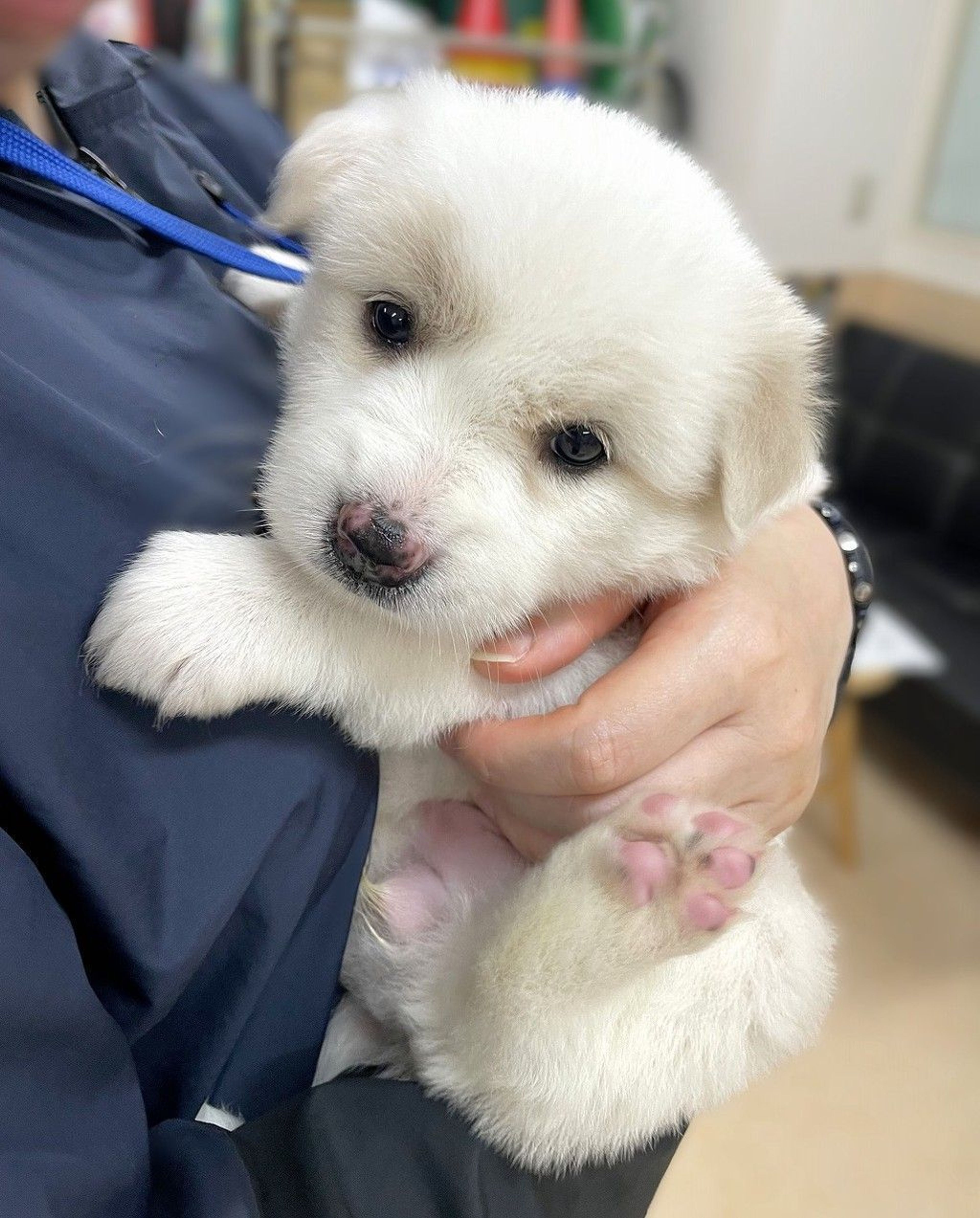 雑種（ミックス犬）・メスの里親募集の写真